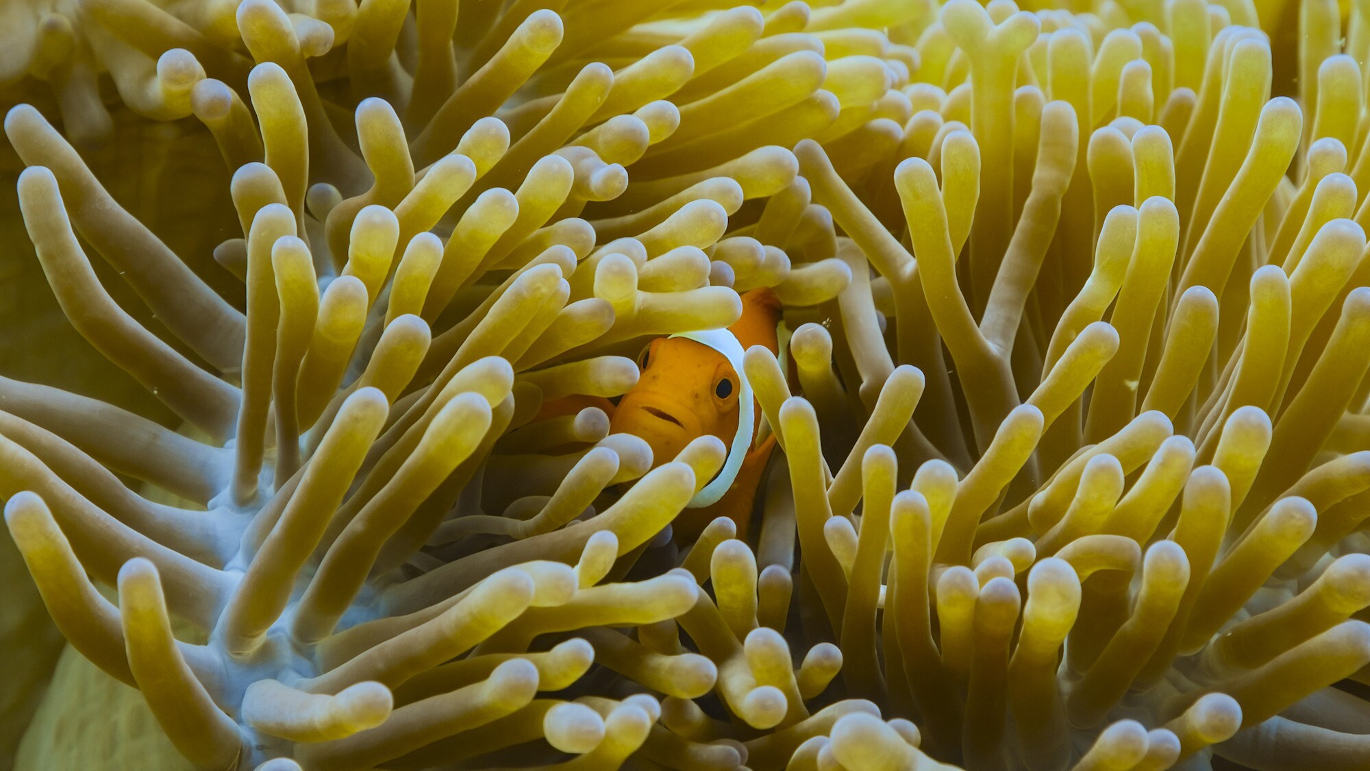 Clown fish amongst coral. (National Geographic for Disney+/Bertie Gregory)
