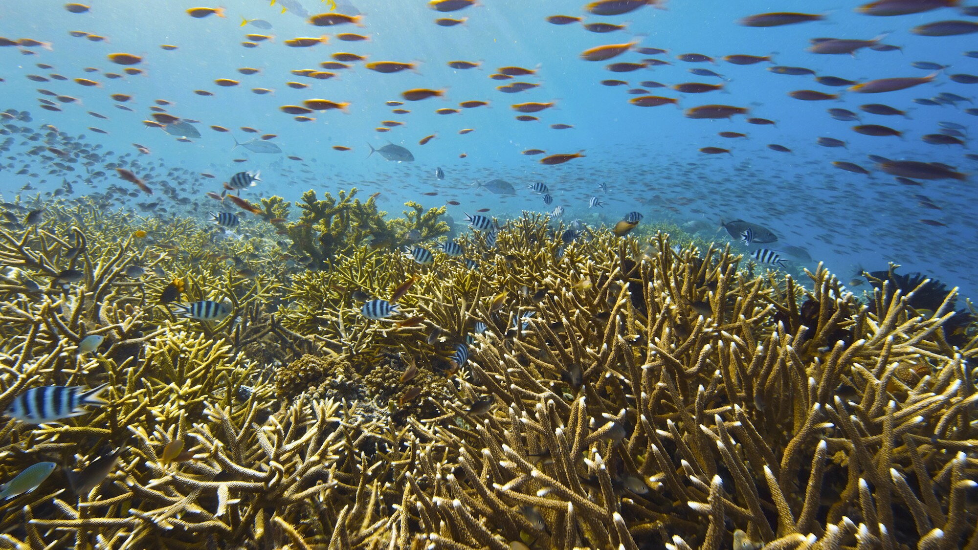 Shoals of fish swimming over coral. (National Geographic for Disney+/Bertie Gregory)