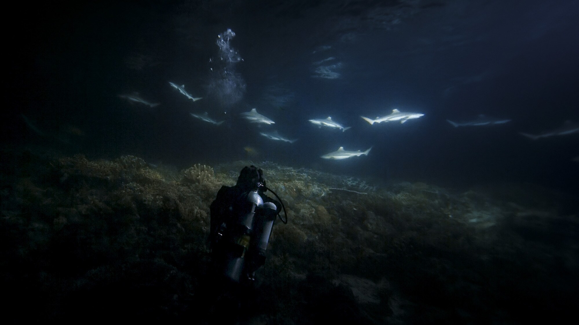 Sharks lit by a camera light.  (National Geographic for Disney+/Dan Beecham)