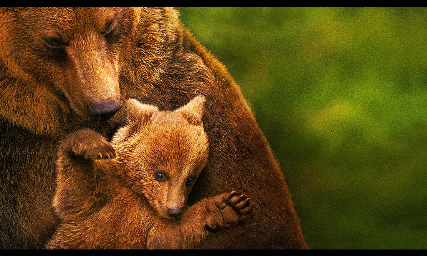 ディズニーネイチャー／クマの親子の物語