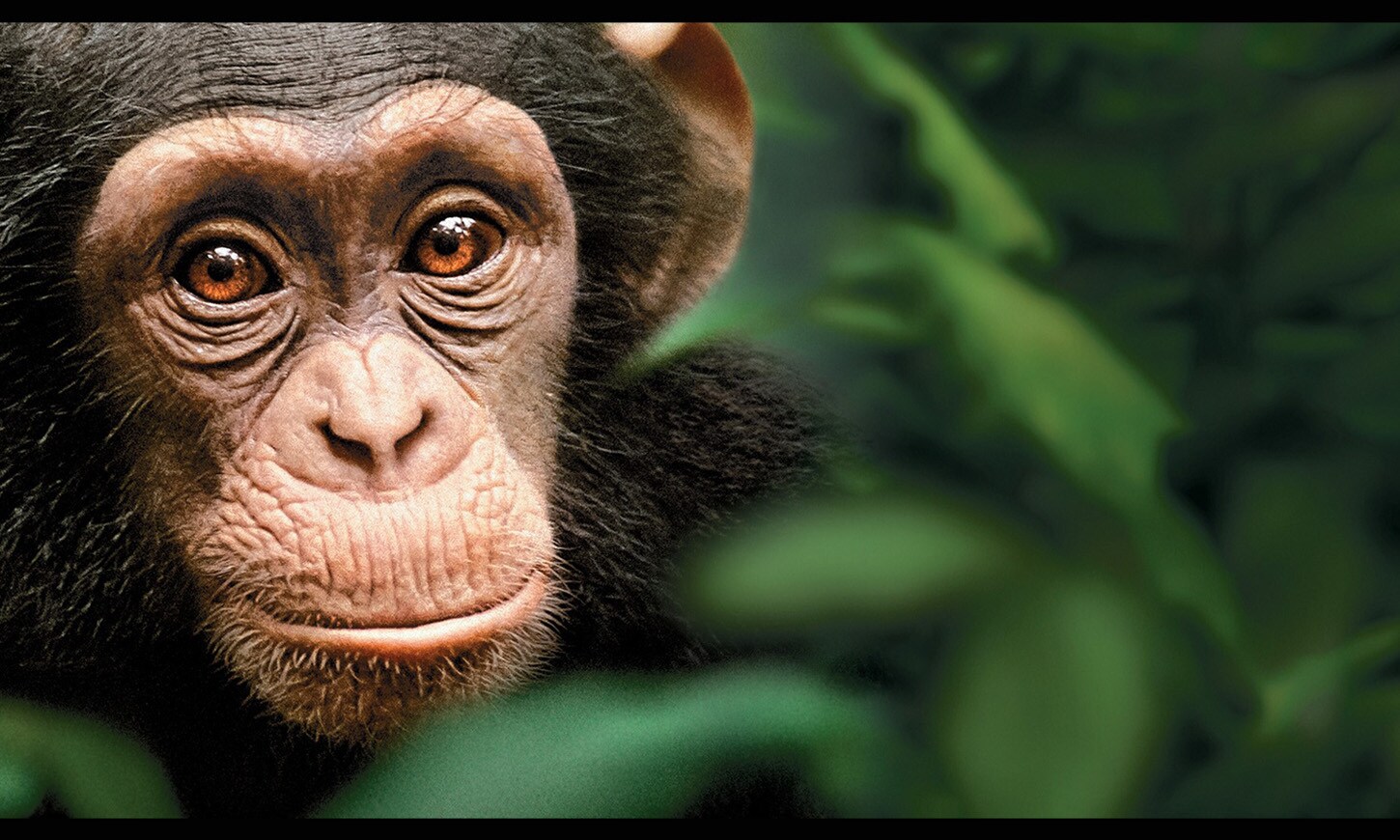 ディズニーネイチャー／チンパンジー　愛すべき大家族