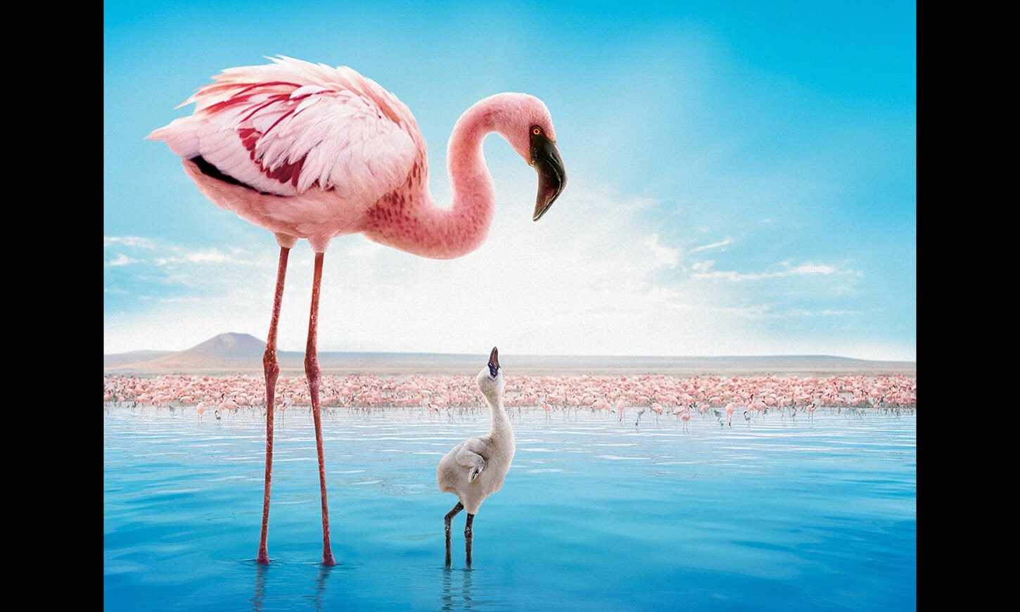 ディズニーネイチャー／フラミンゴに隠された地球の秘密
