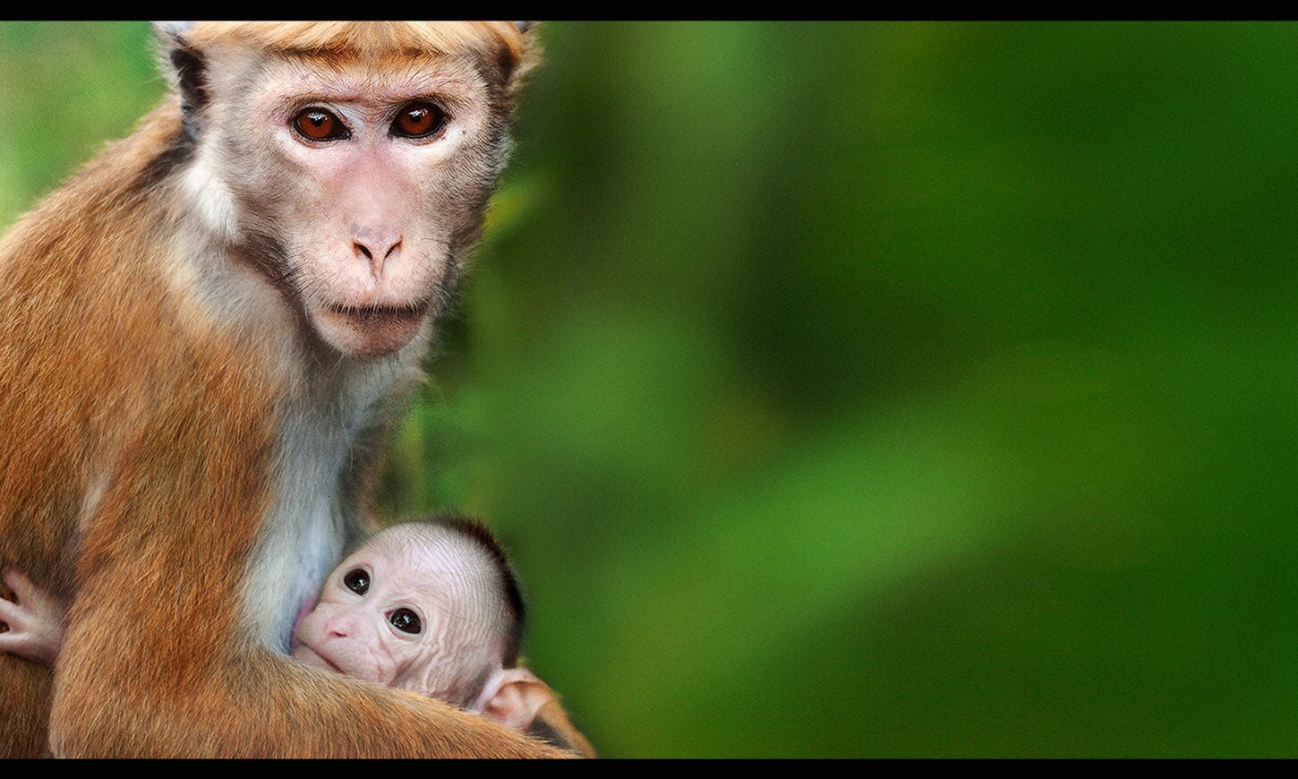 ディズニーネイチャー／サルの王国とその掟