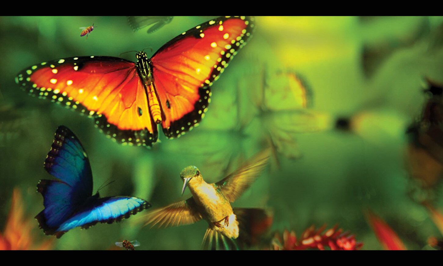 ディズニーネイチャー／花粉がつなぐ地球のいのち