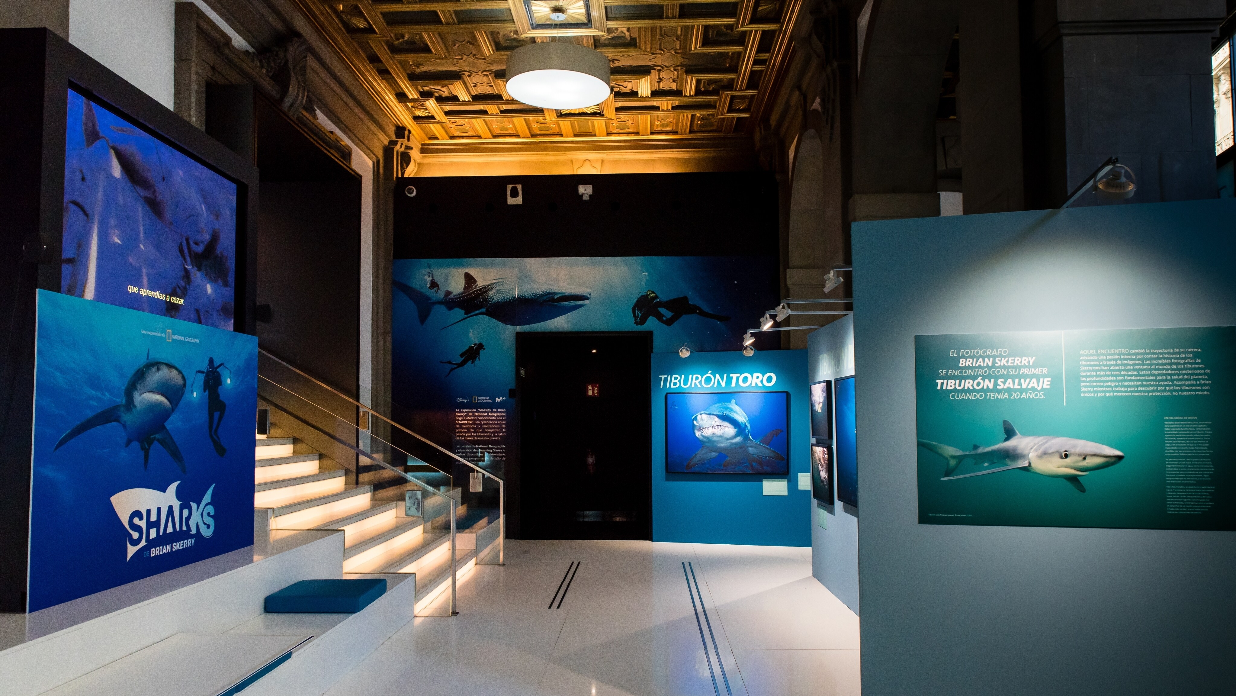 Últimos días para visitar la exposición “Sharks de Brian Skerry”