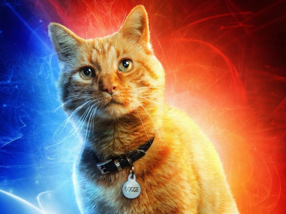 グース｜キャプテン・マーベル｜マーベル公式