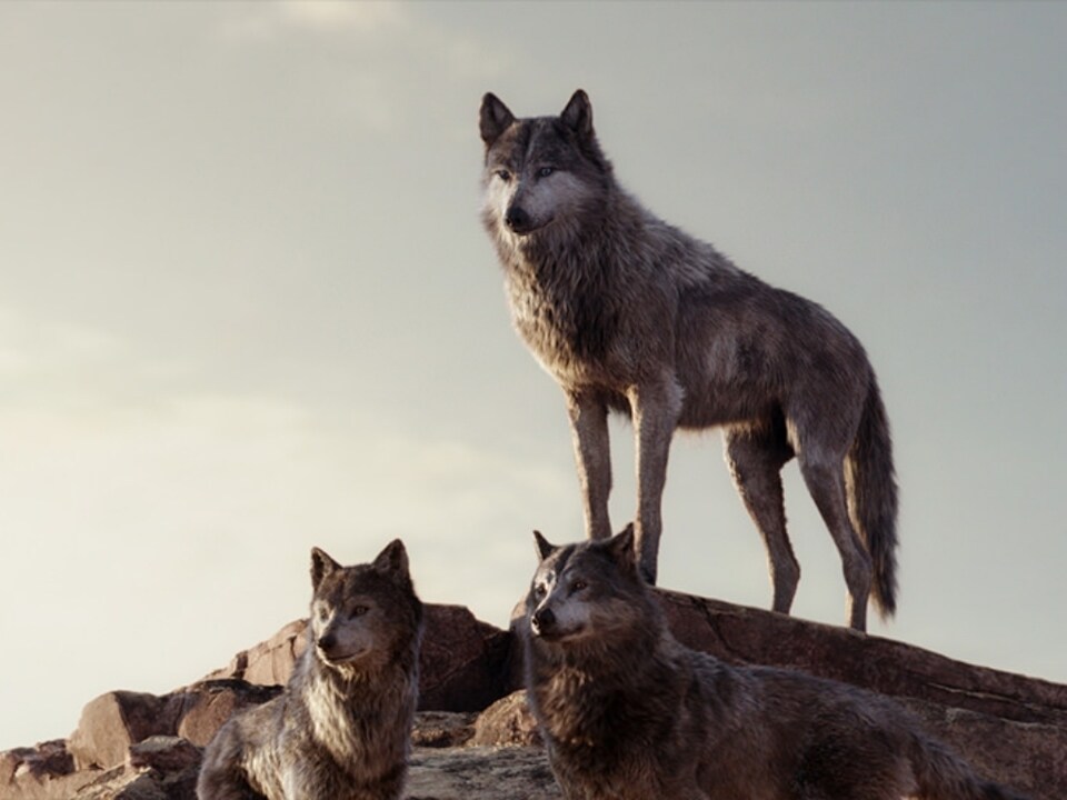 アキーラ｜実写『ジャングル・ブック』｜ディズニー公式