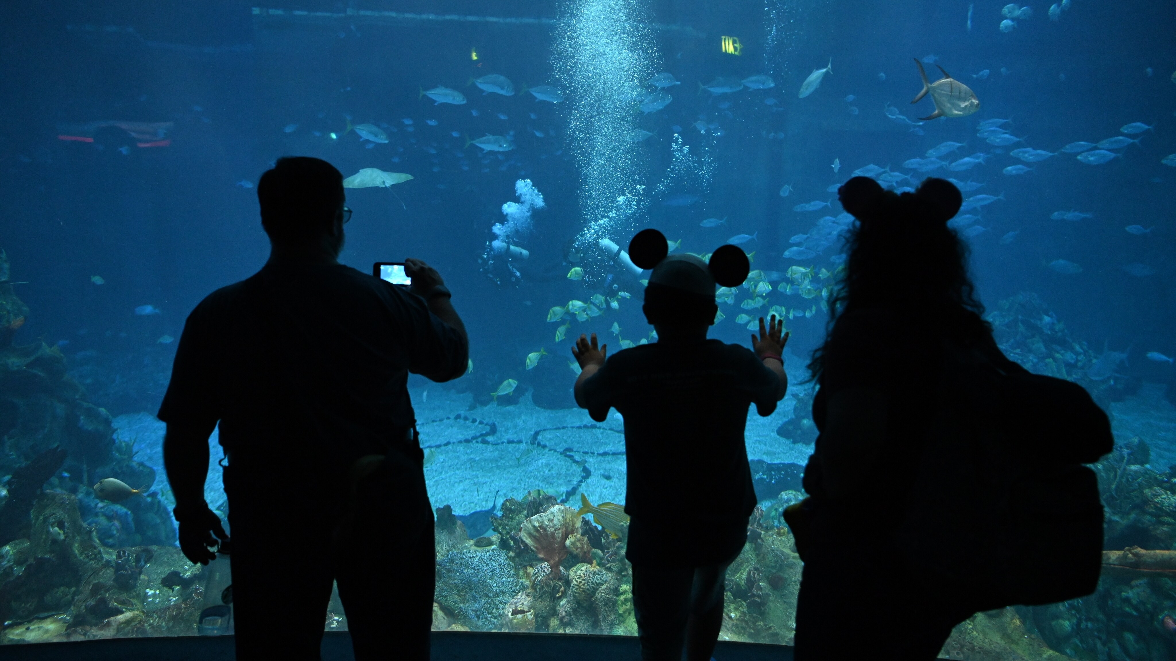 Guests look into the aquarium at The Seas with Nemo & Friends. (National Geographic/Gene Page)