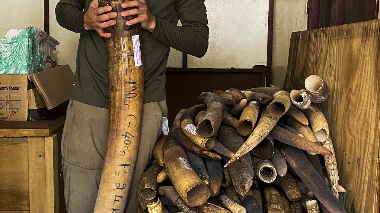 Bertie Gregory holding a massive elephant tusk.  (National Geographic for Disney+/Mark Mclean)