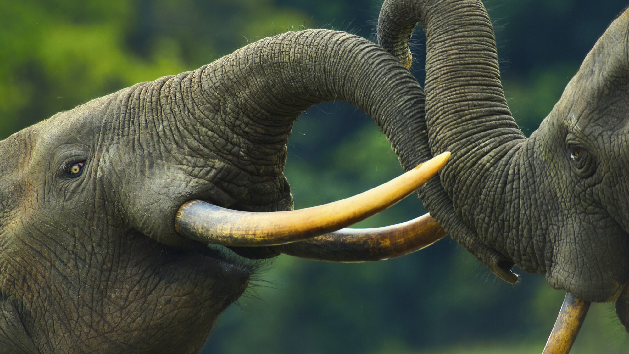Two elephants with trunks together. (National Geographic for Disney+/Bertie Gregory)