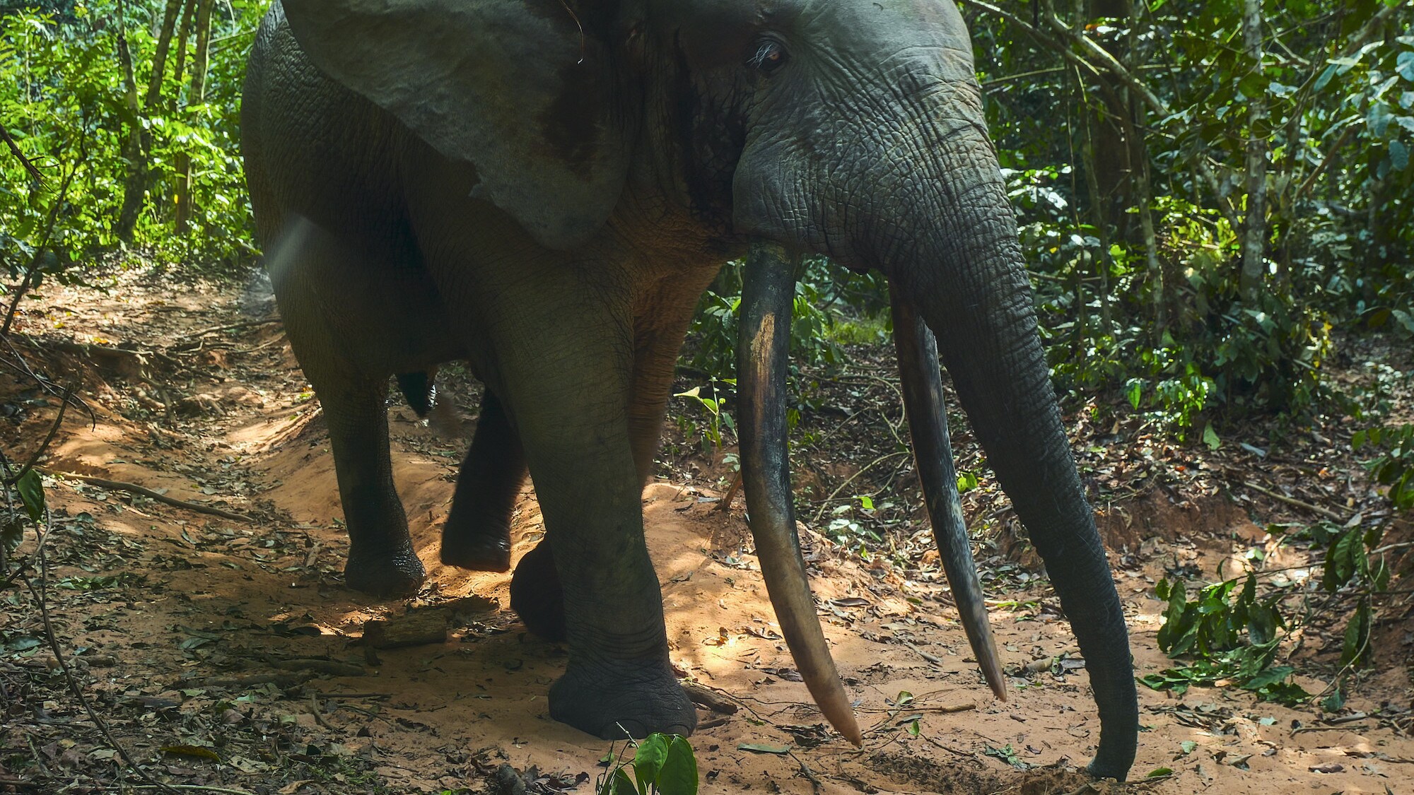 Big Male Tusker. (National Geographic for Disney+/Declan Burley)