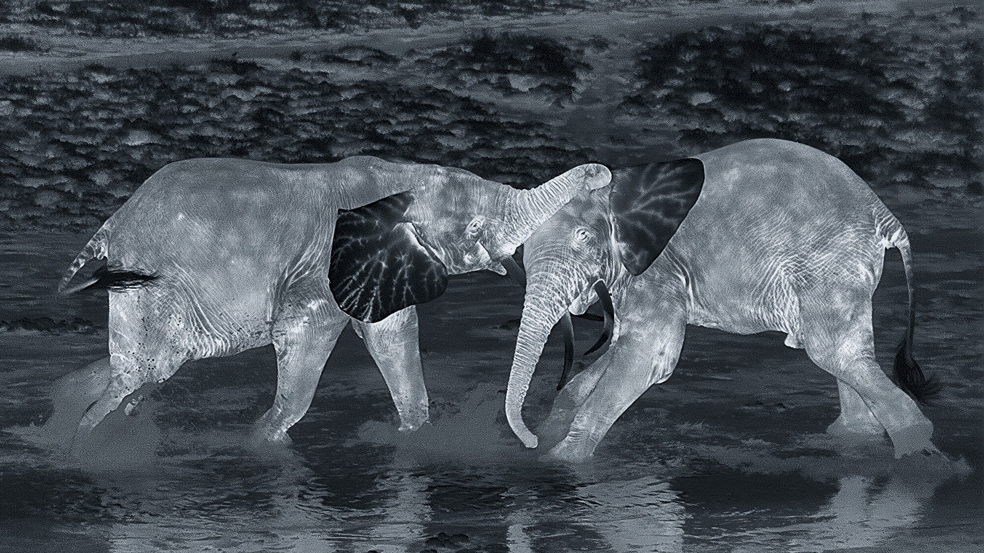 Night-cam image of two elephants in the water. (National Geographic for Disney+/Sam Stewart)