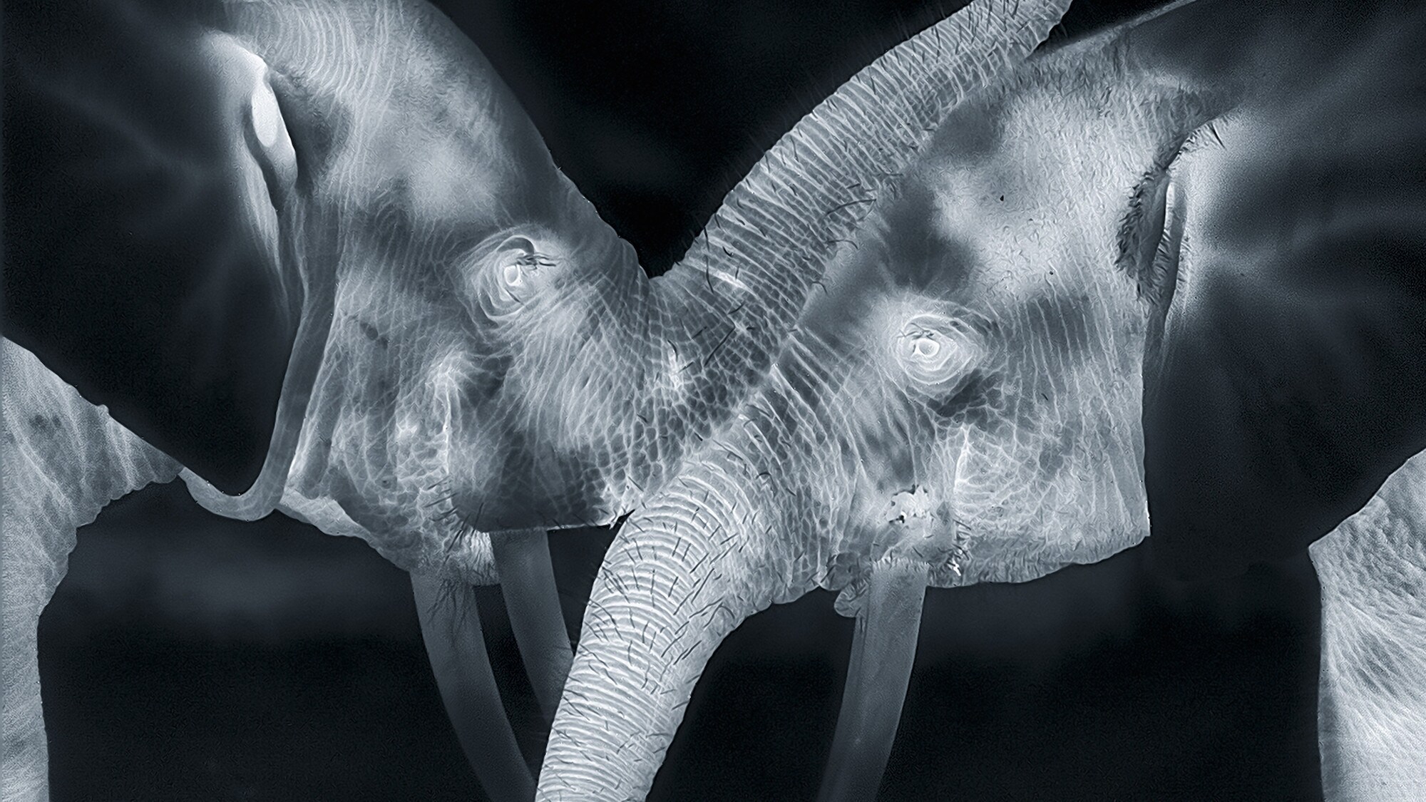 Night-cam image of two elephants close together. (National Geographic for Disney+/Sam Stewart)