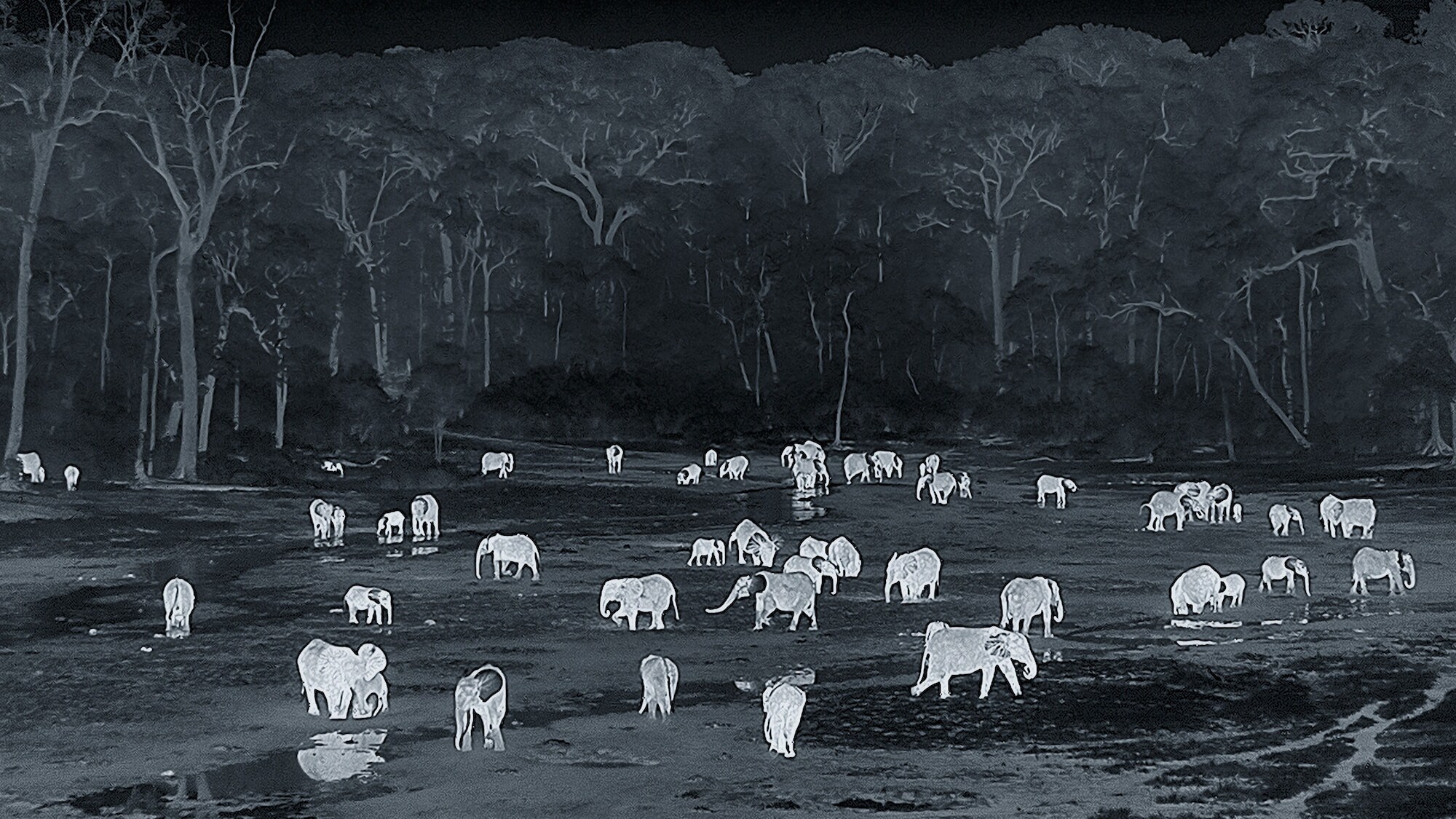 Night-cam image of Elephants in Dzanga Bai. (National Geographic for Disney+/Bertie Gregory)