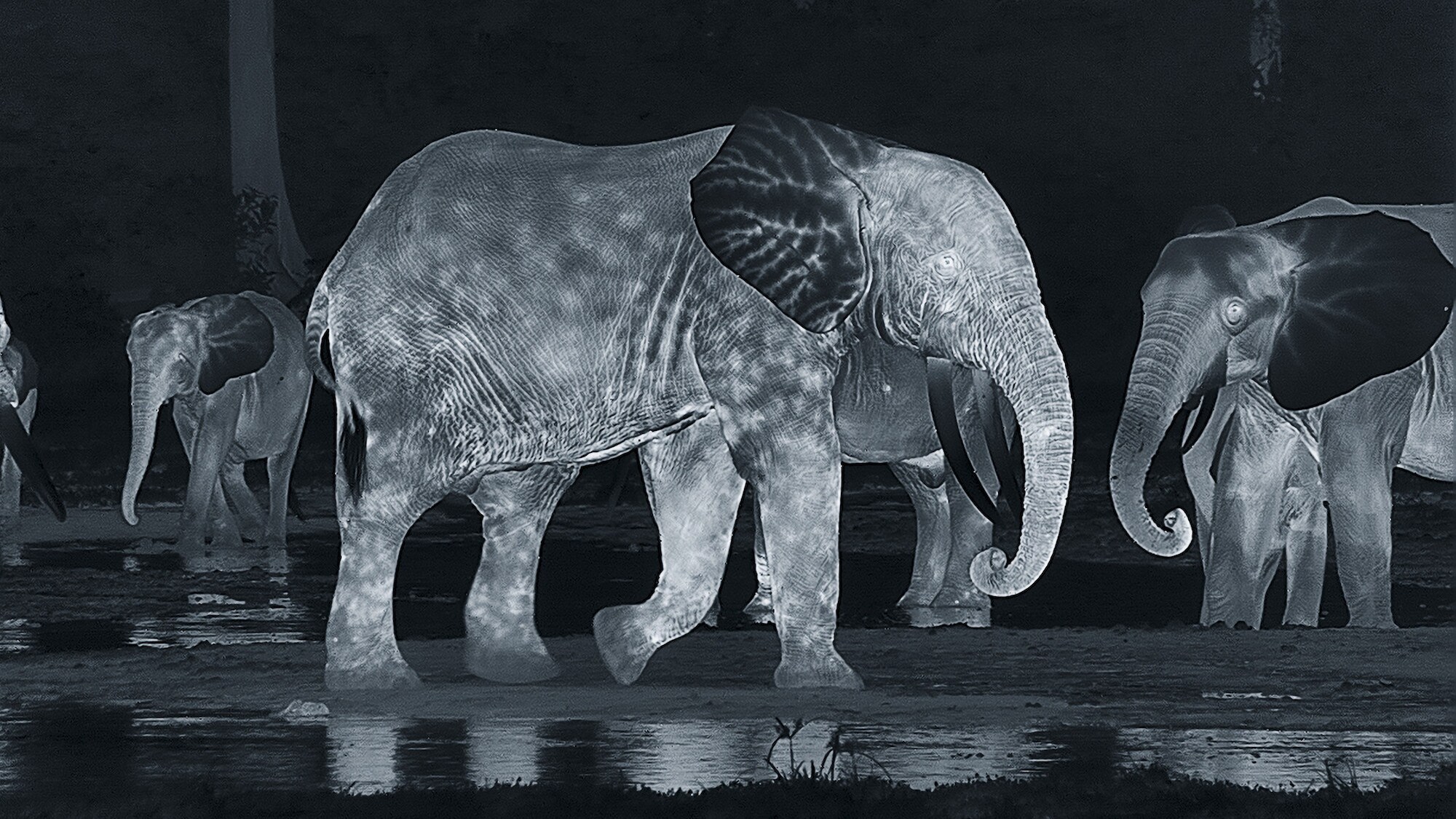 Night-cam image of elephants. (National Geographic for Disney+/Bertie Gregory)