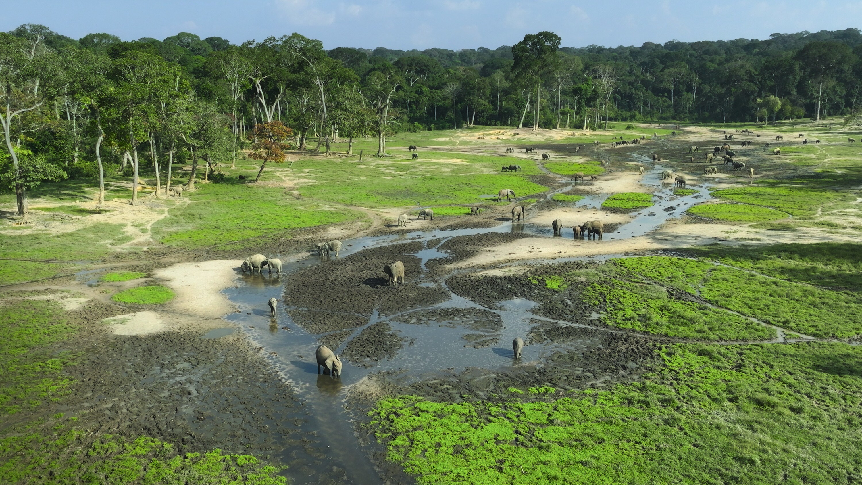 Aerial image of elephants on the Bai. (National Geographic for Disney+/Bertie Gregory)