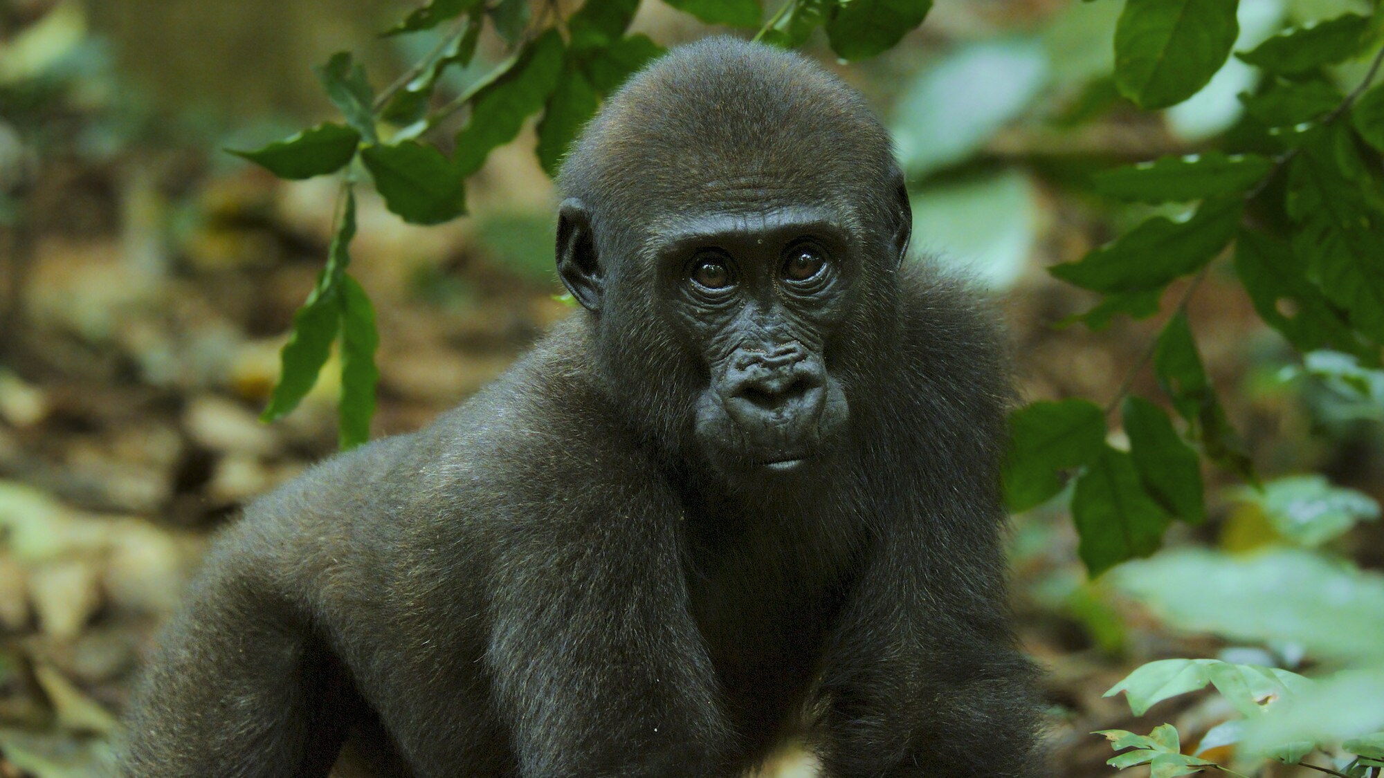 A baby Gorilla. (National Geographic for Disney+/Bertie Gregory)