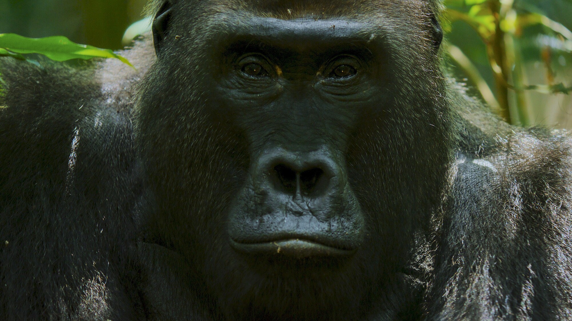 Gorilla's face.  (National Geographic for Disney+/Bertie Gregory)