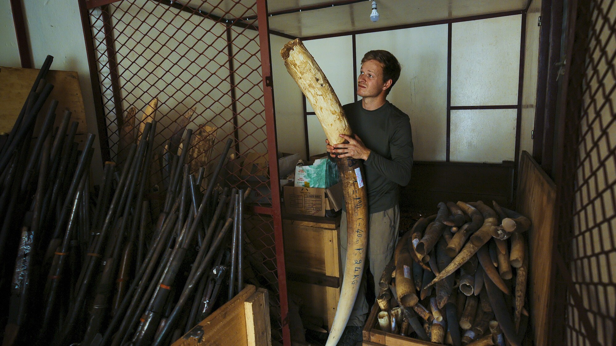 Bertie Gregory holding a massive tusk in a cage full of confiscated tusks. (National Geographic for Disney+/Mark Mclean)