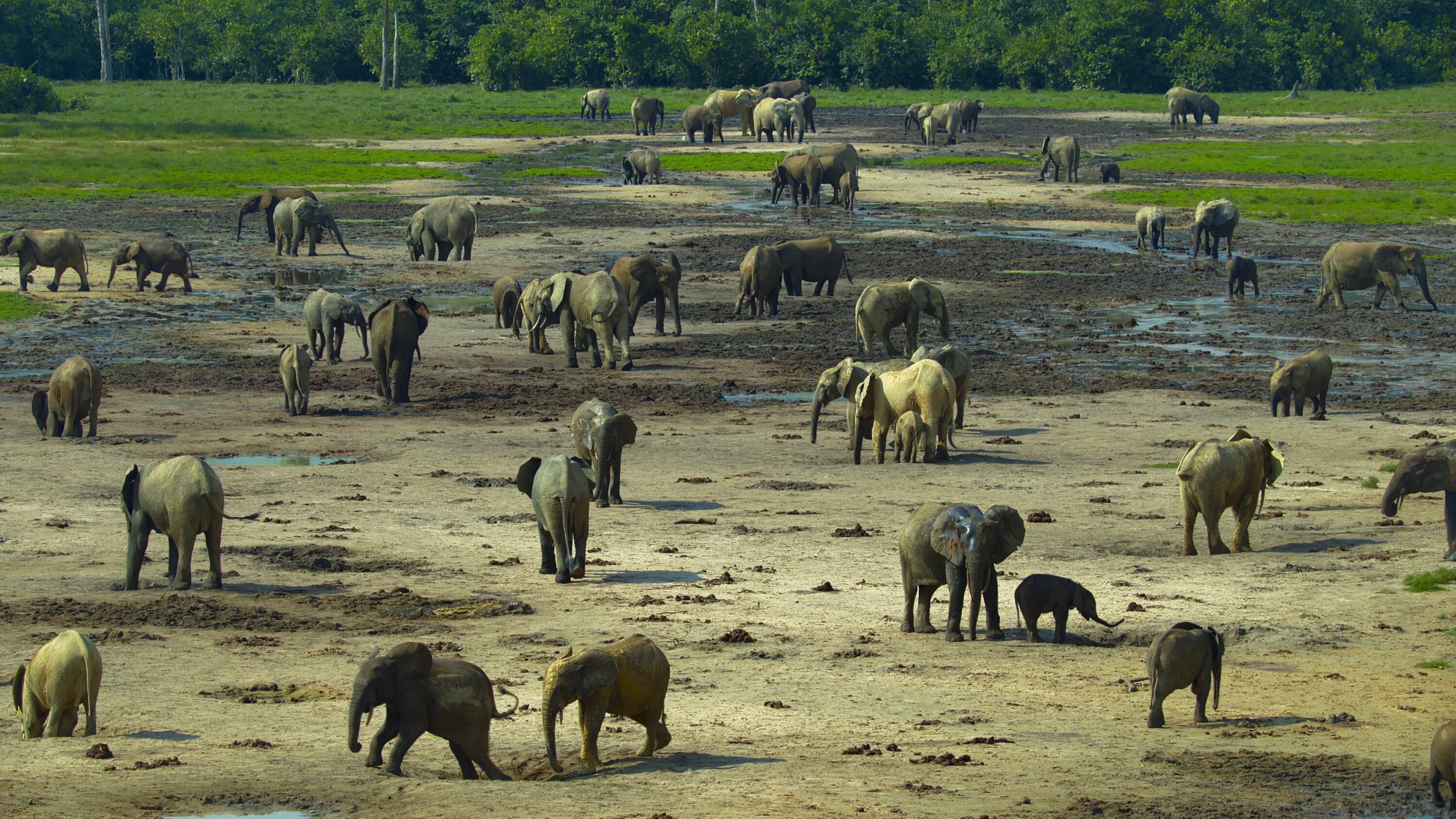 Elephants on the Bai. (National Geographic for Disney+/Bertie Gregory)