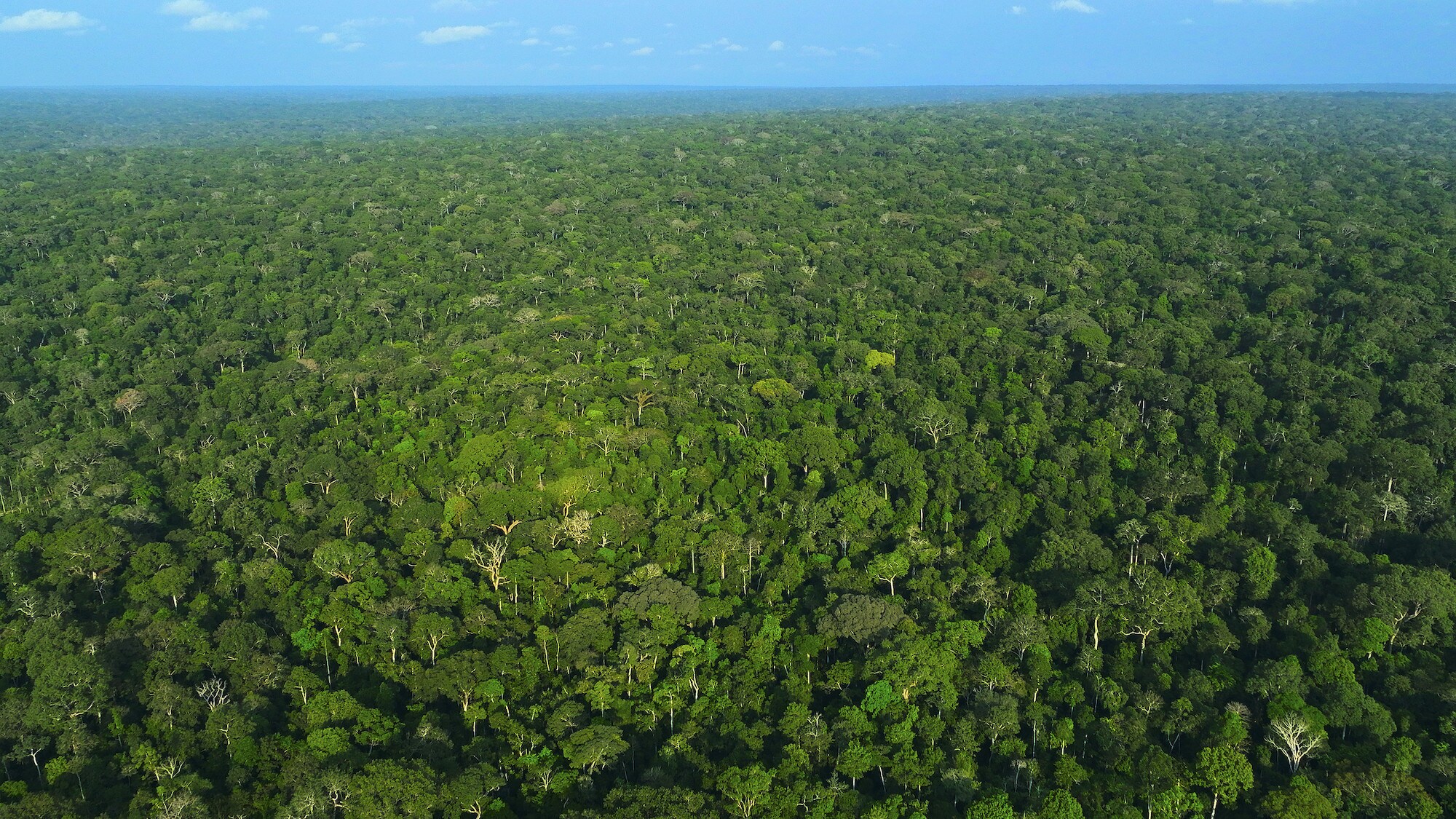 Aerial drone image of the forest. (National Geographic for Disney+/Bertie Gregory)