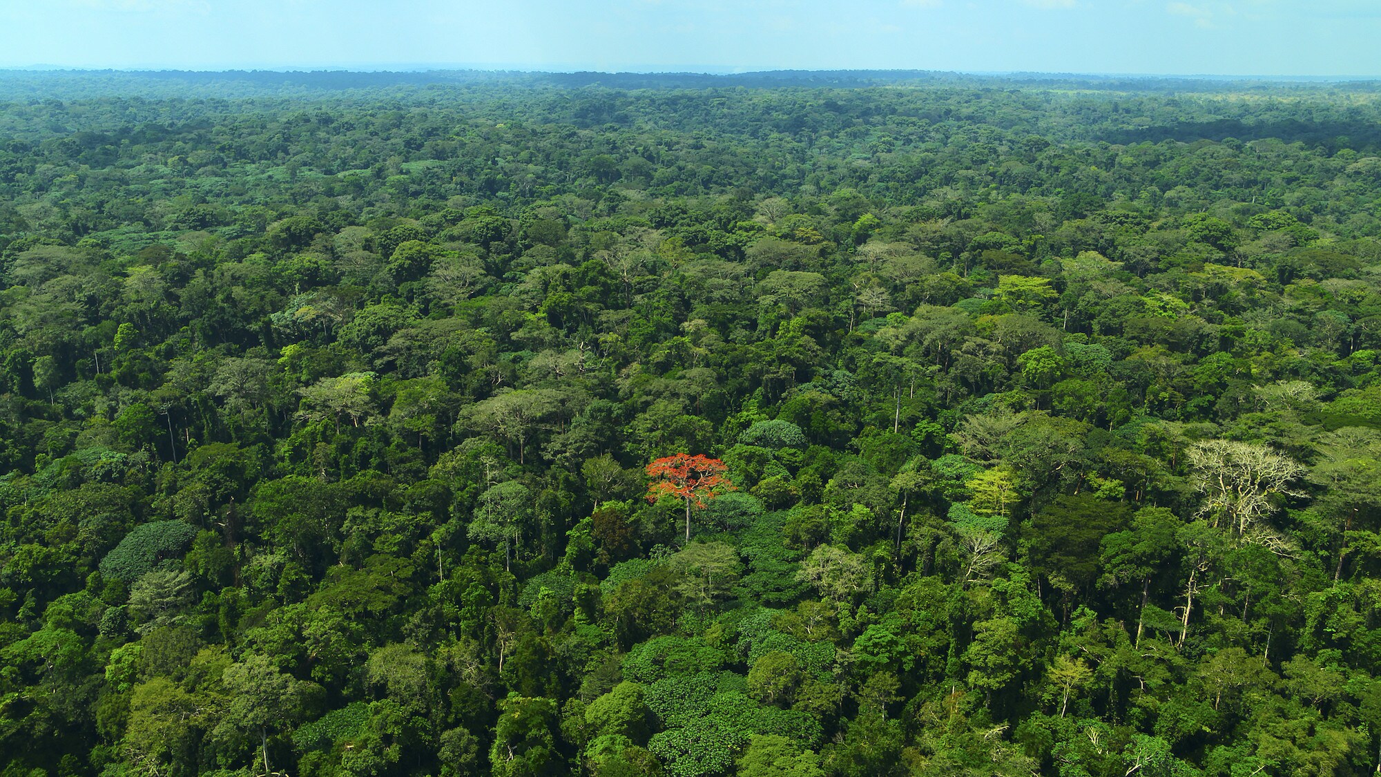 Aerial drone image of the forest. (National Geographic for Disney+/Bertie Gregory)