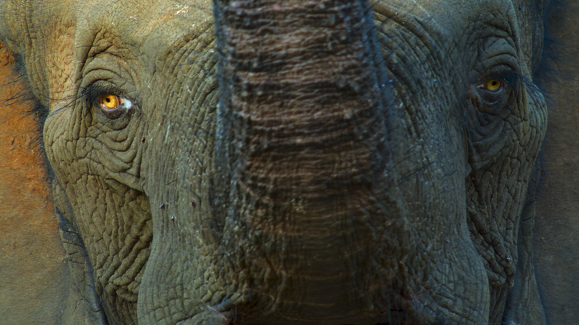 Close shot of an elephant face with its trunk up.  (National Geographic for Disney+/Bertie Gregory)