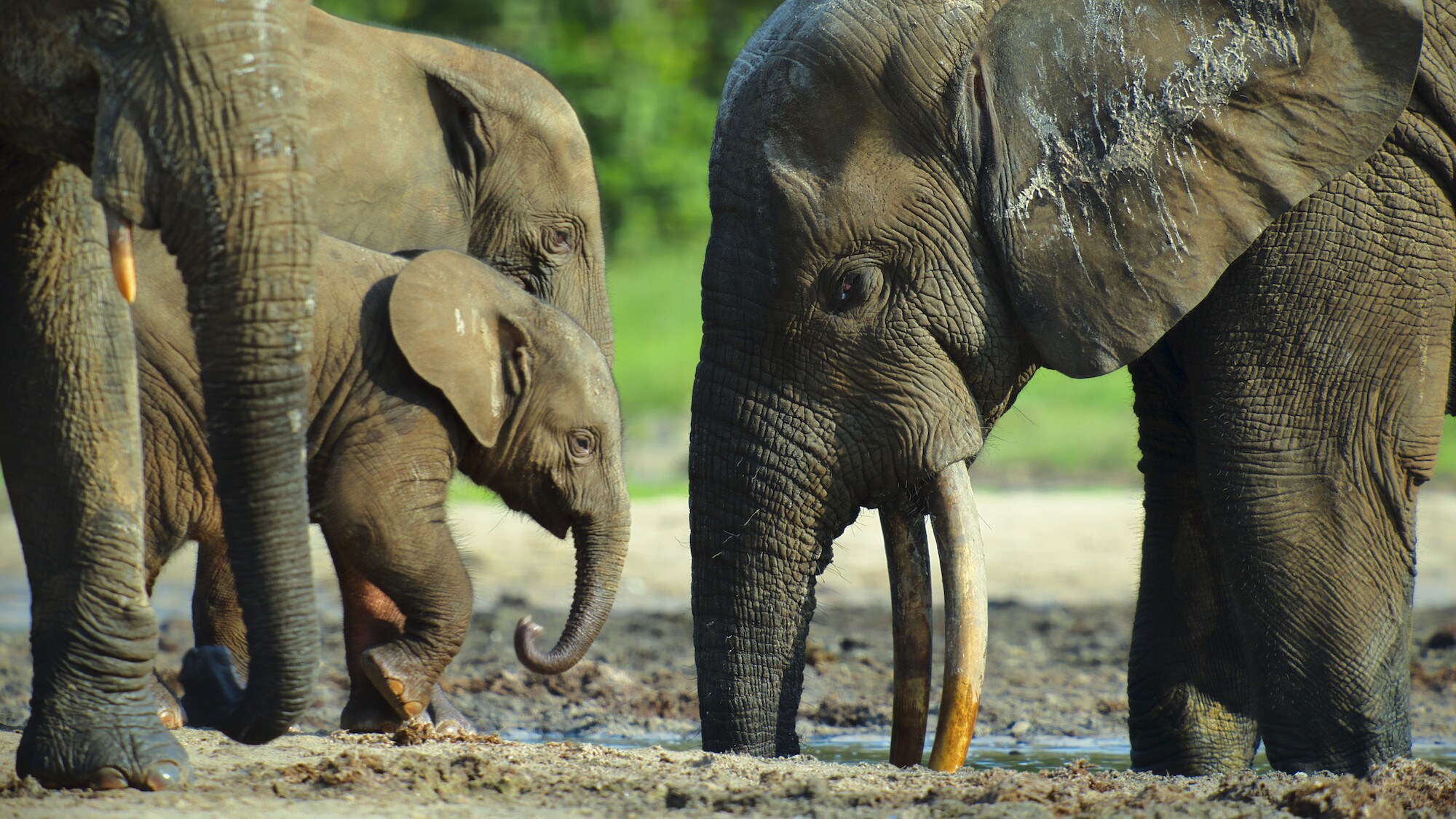 Elephants drinking, Male, female and babies. (National Geographic for Disney+/Bertie Gregory)