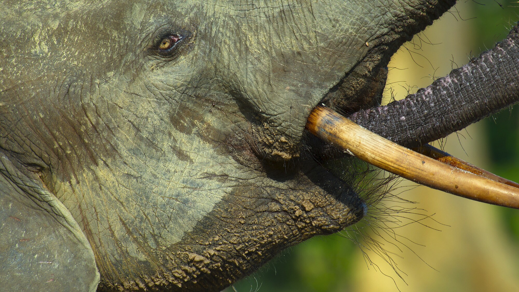 Close shot of the side of an elephants face with tusk. (National Geographic for Disney+/Bertie Gregory)