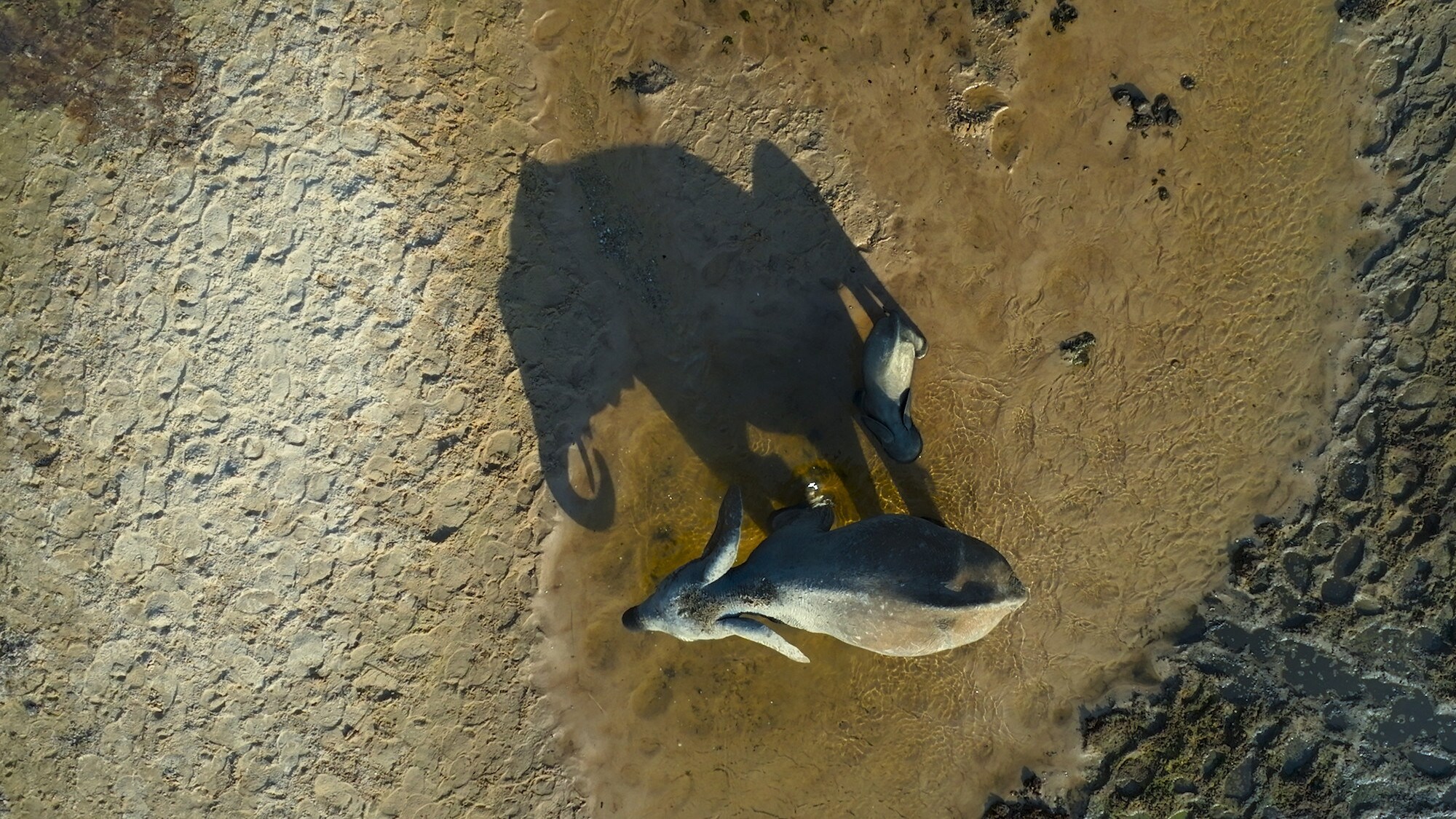 Aerial drone shot looking down on an elephant and calf drinking. (National Geographic for Disney+/Bertie Gregory)