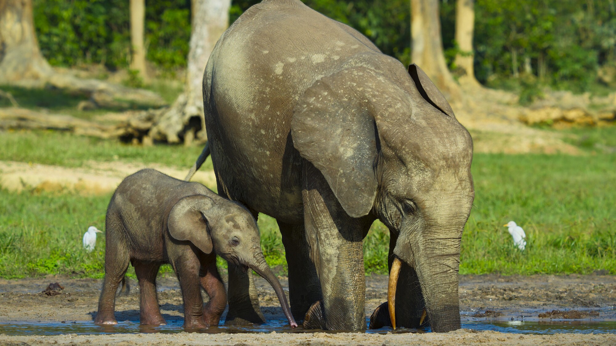 Elephant and calf at the waterhole. (National Geographic for Disney+/Bertie Gregory)