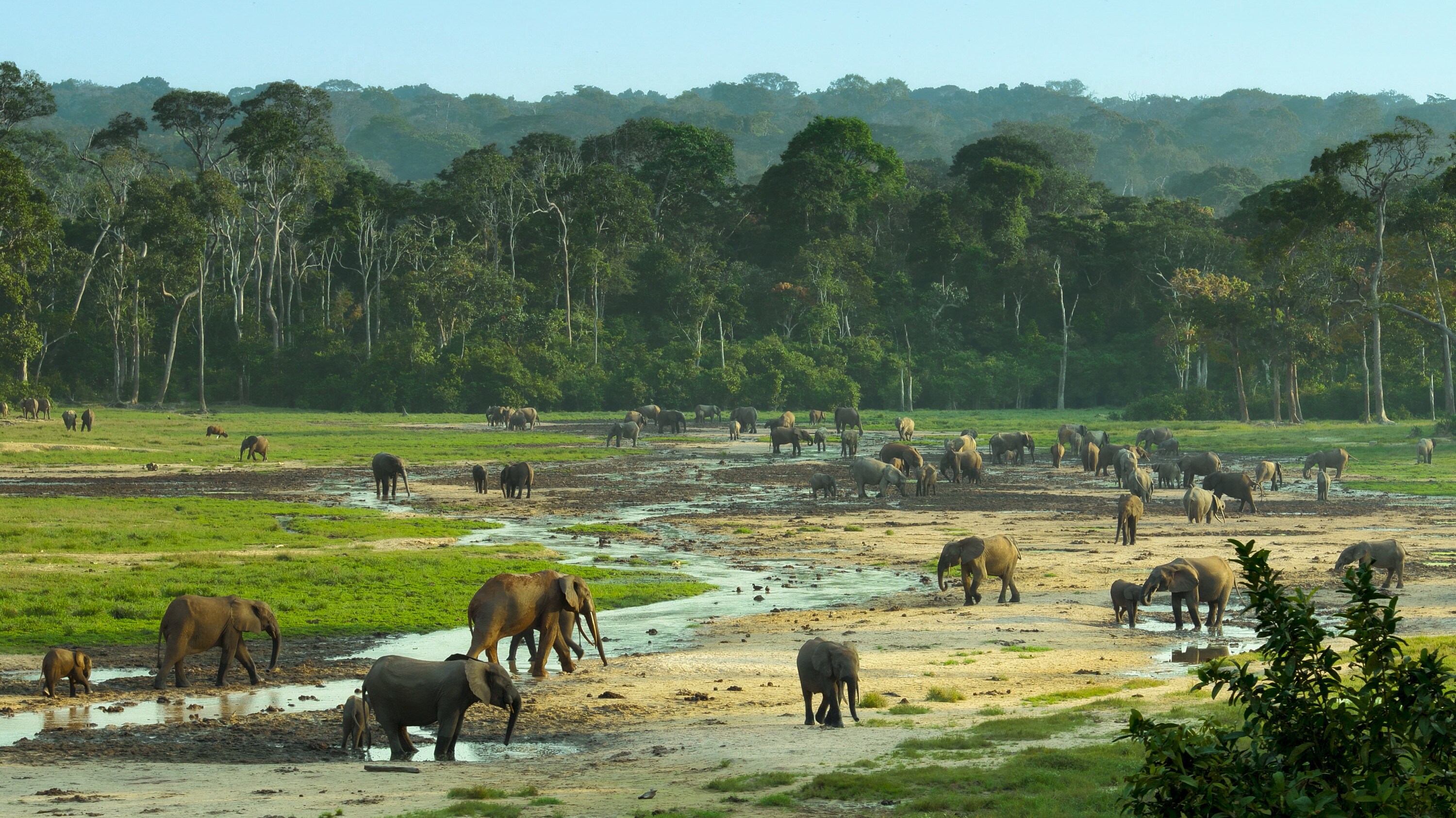 Elephants on the Bai. (National Geographic for Disney+/Bertie Gregory)