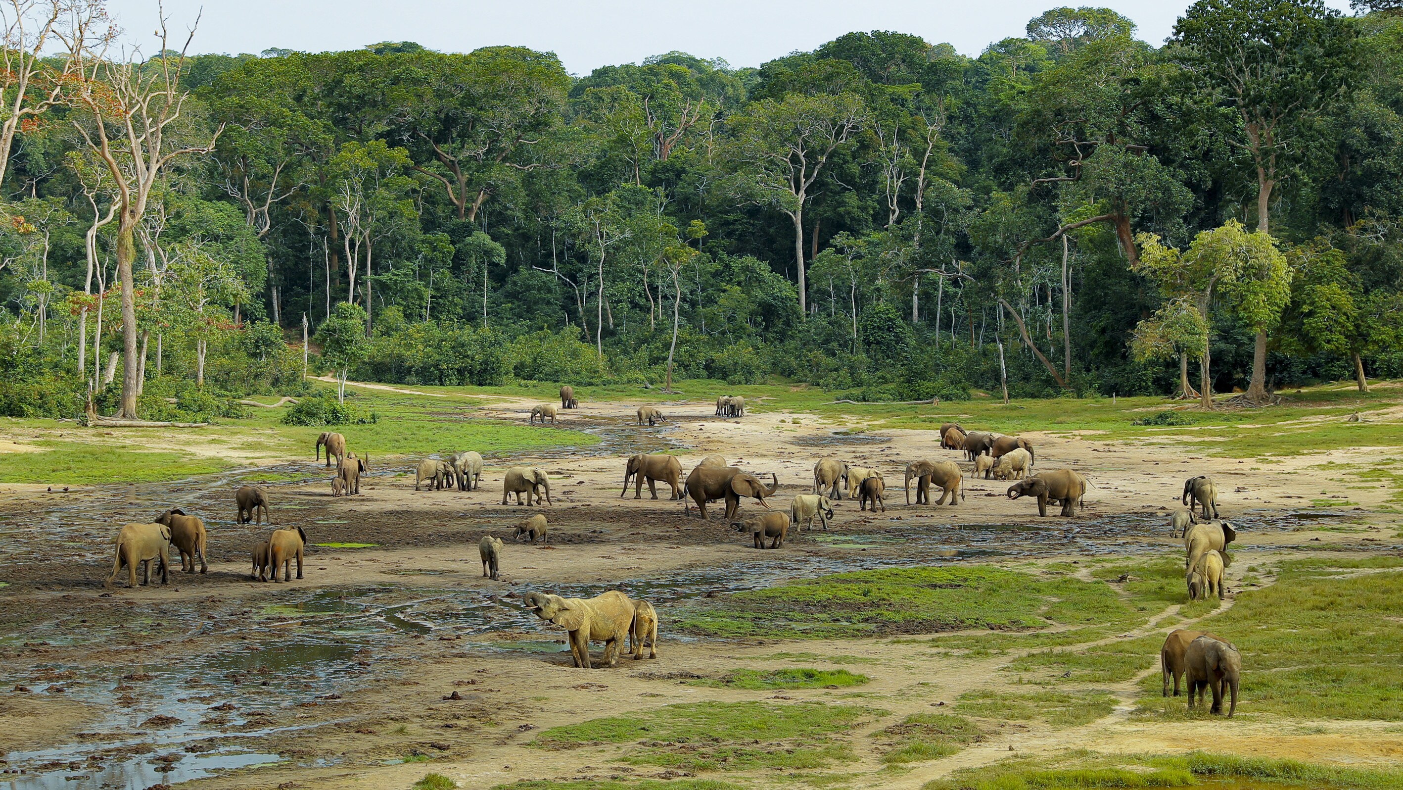 Forest elephants in the Bai. (National Geographic for Disney+/Waldo Etherington)