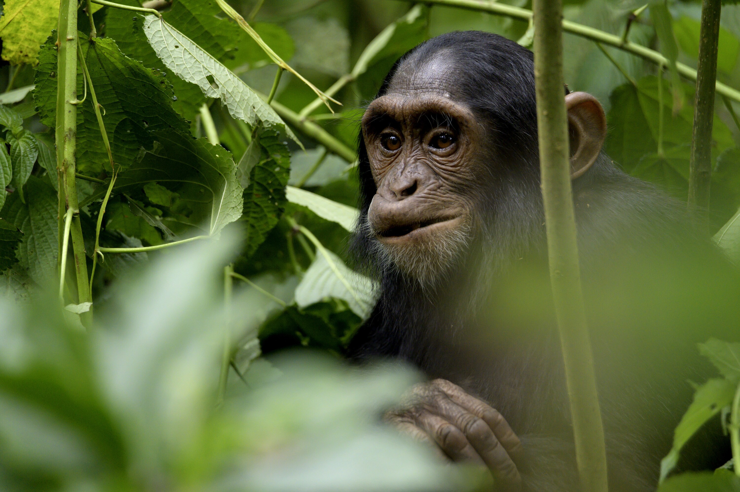Stella chewing, surrounded by greenery. (National Geographic for Disney+/Dominic Weston)