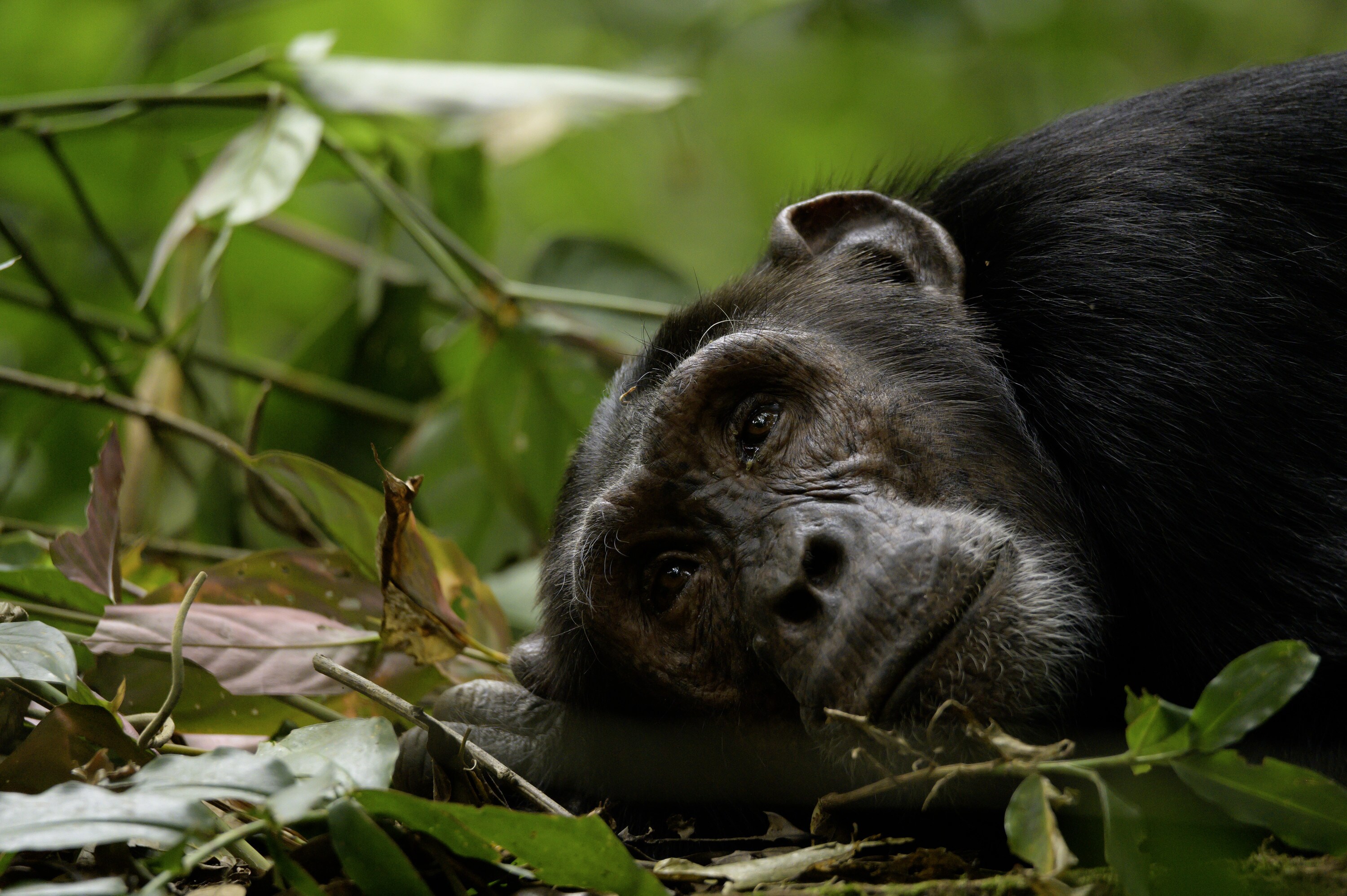 An adult chimp lying on the ground. (National Geographic for Disney+/Dominic Weston)