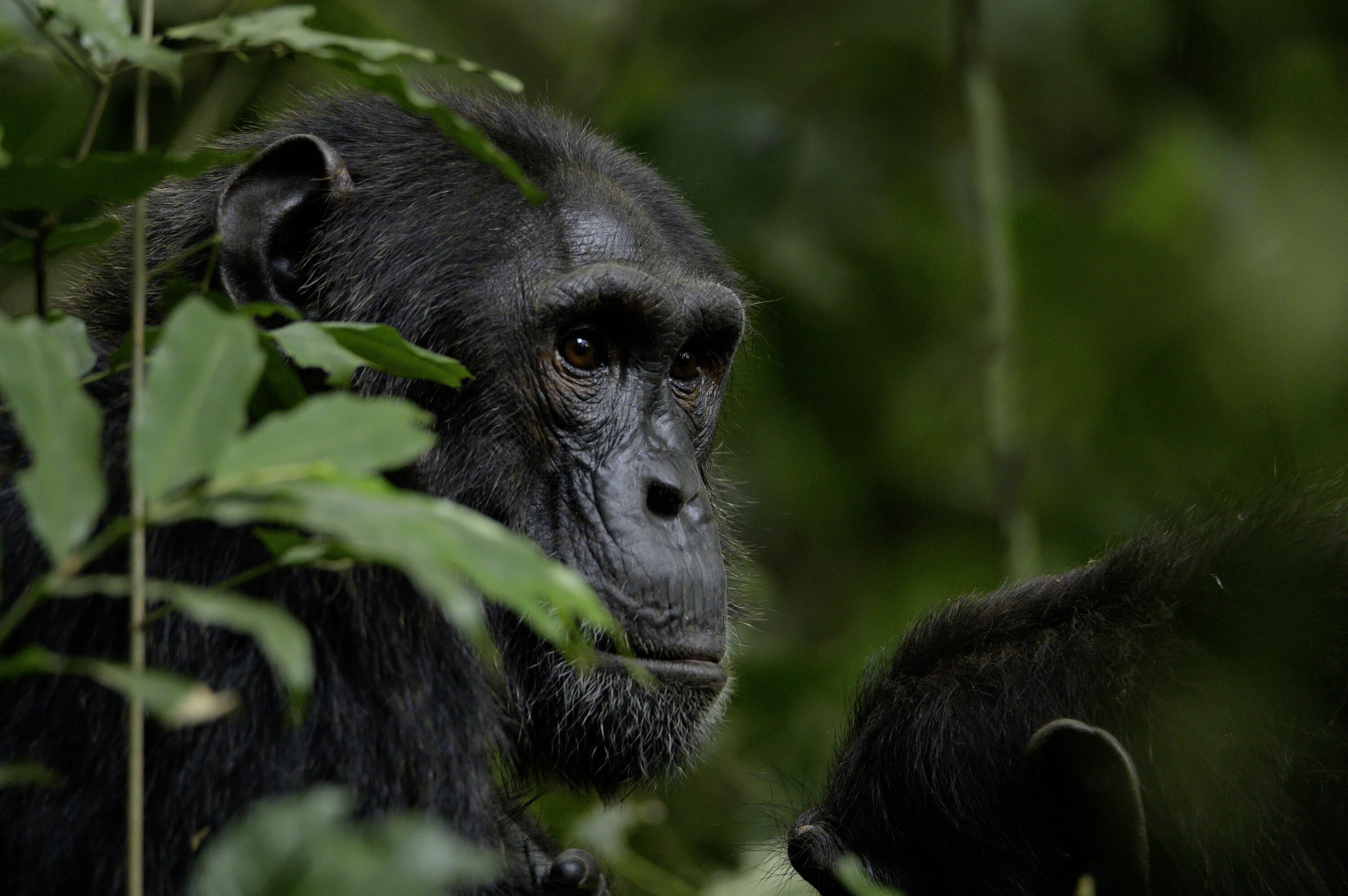 Noah in the forest. (National Geographic for Disney+/Max Kolbl)