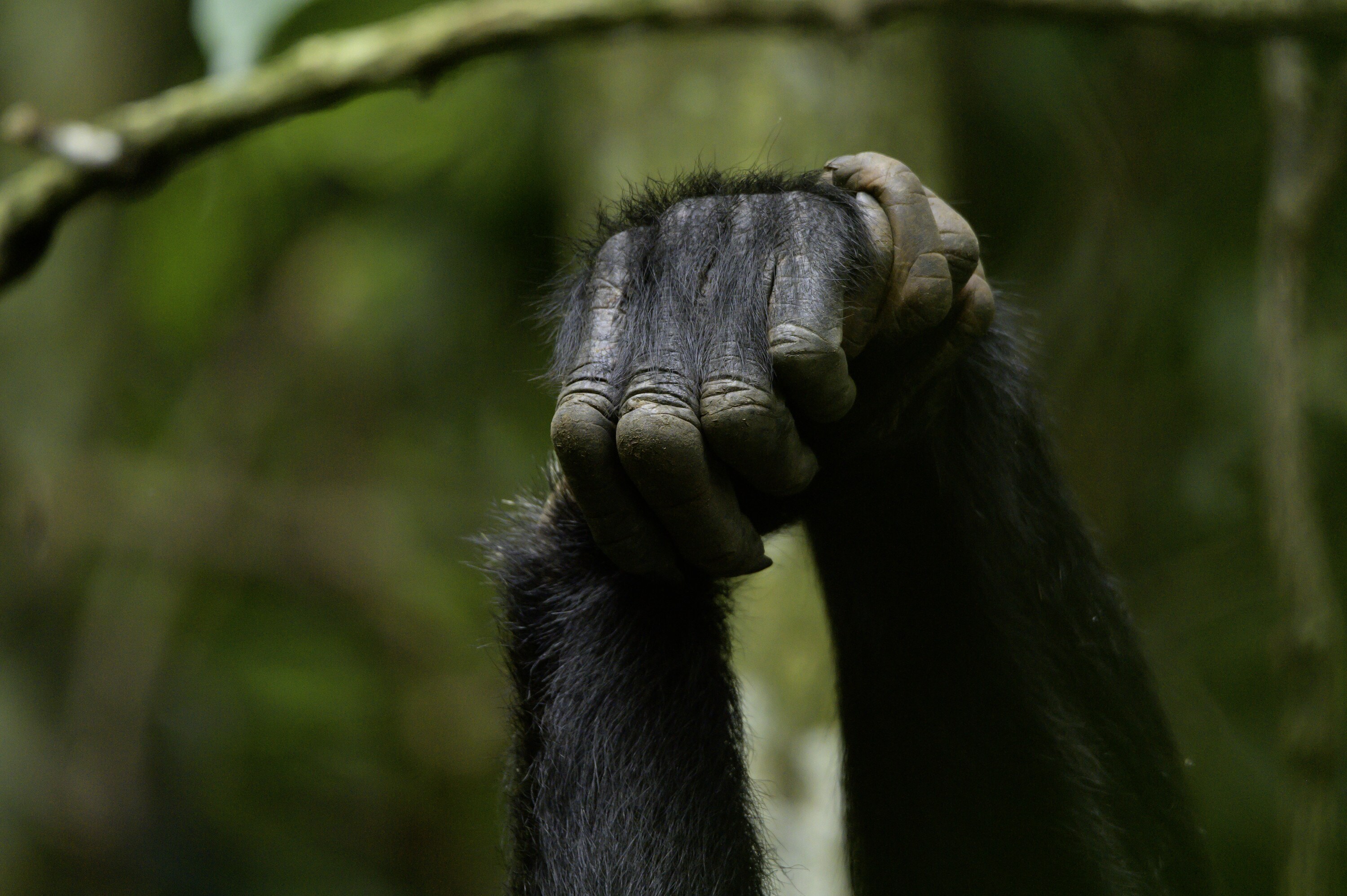 chimpanzee hand clasp