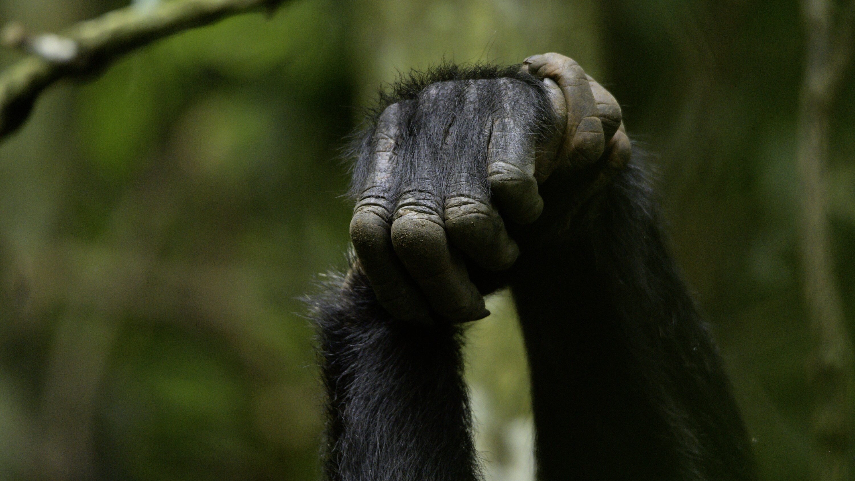 Chimps clasp hands while grooming. (National Geographic for Disney+/Max Kolbl)