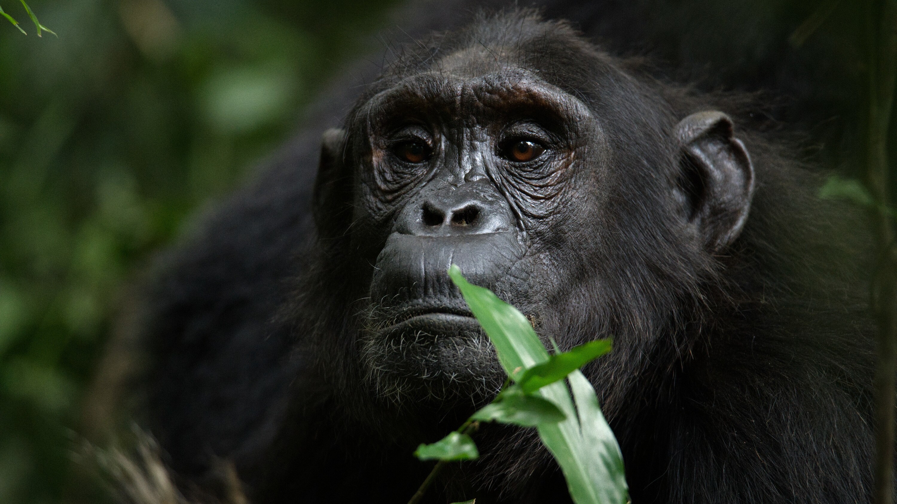 An adult chimp sits calmly in the forest. (National Geographic for Disney+/Max Kolbl)