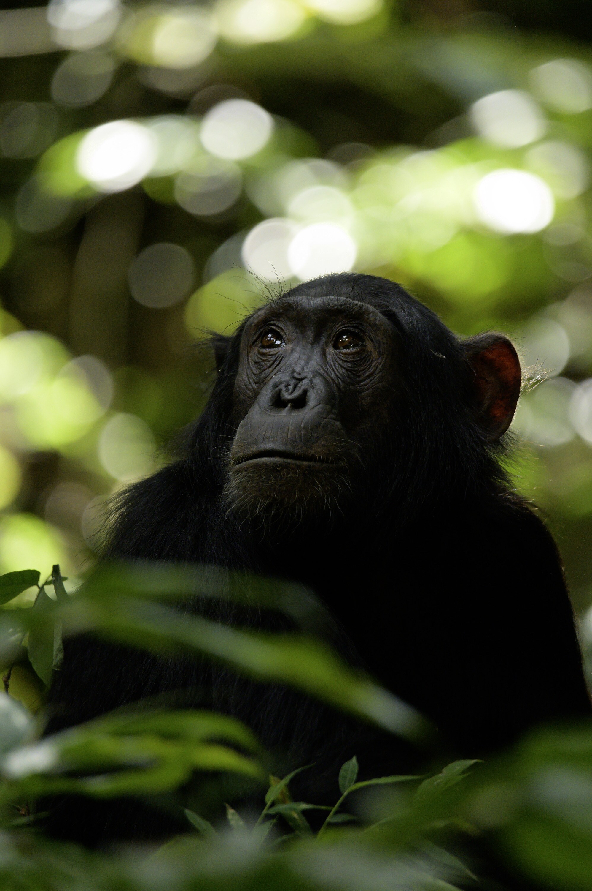 An adult chimp looks toward the sky. (National Geographic for Disney+/Max Kolbl)