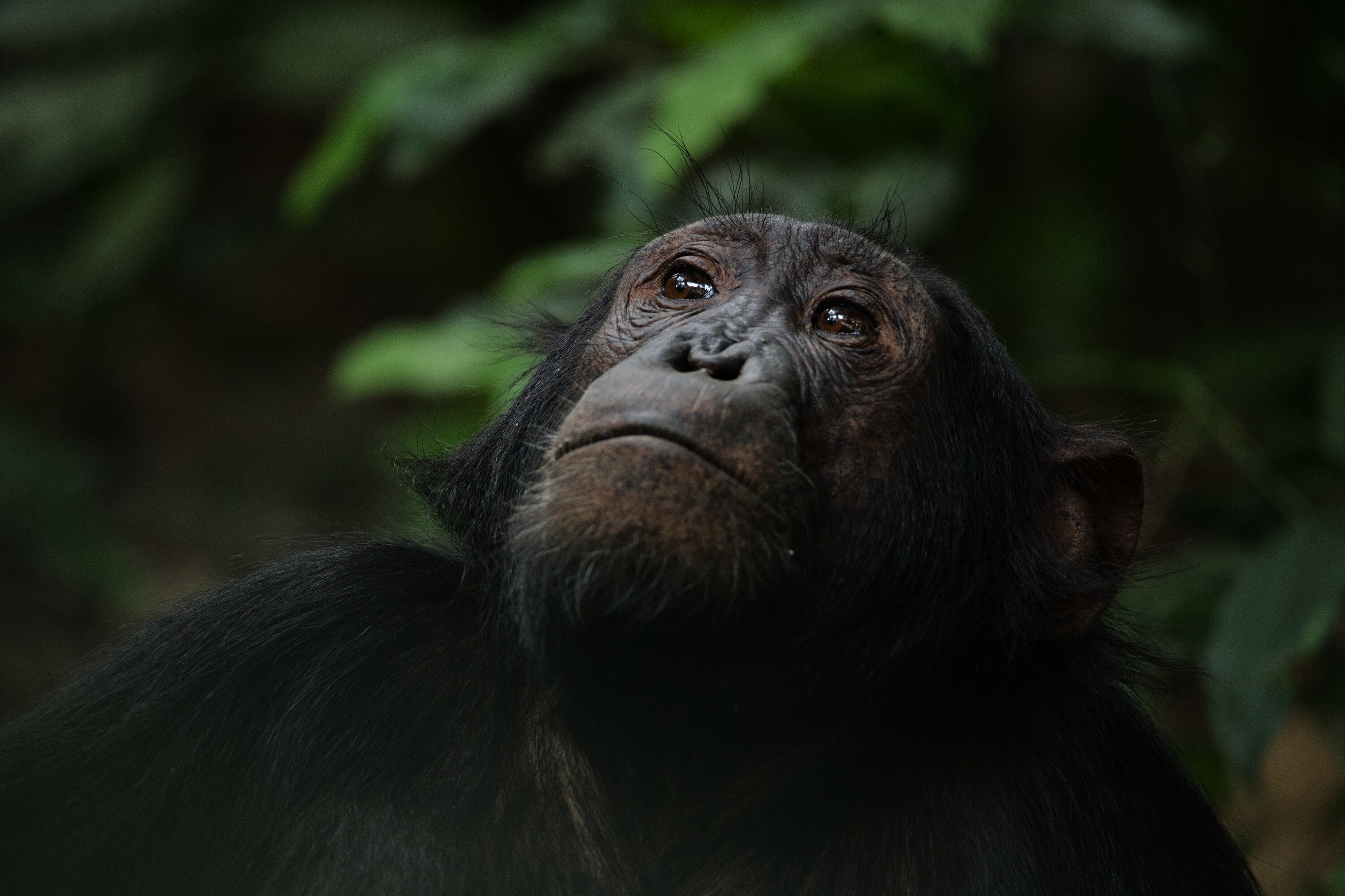 An adult chimp looks toward the sky. (National Geographic for Disney+/Max Kolbl)
