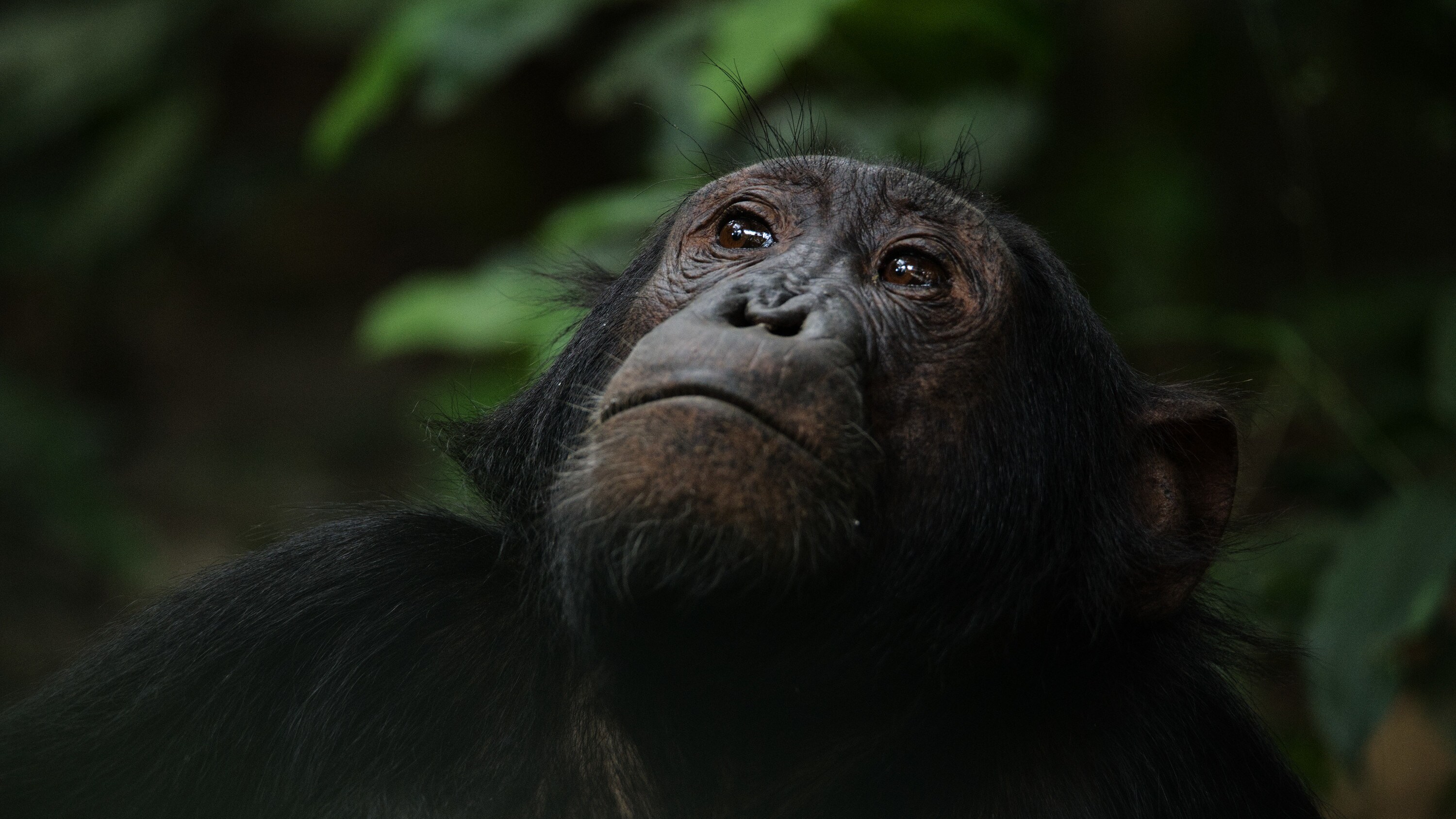 An adult chimp looks toward the sky. (National Geographic for Disney+/Max Kolbl)