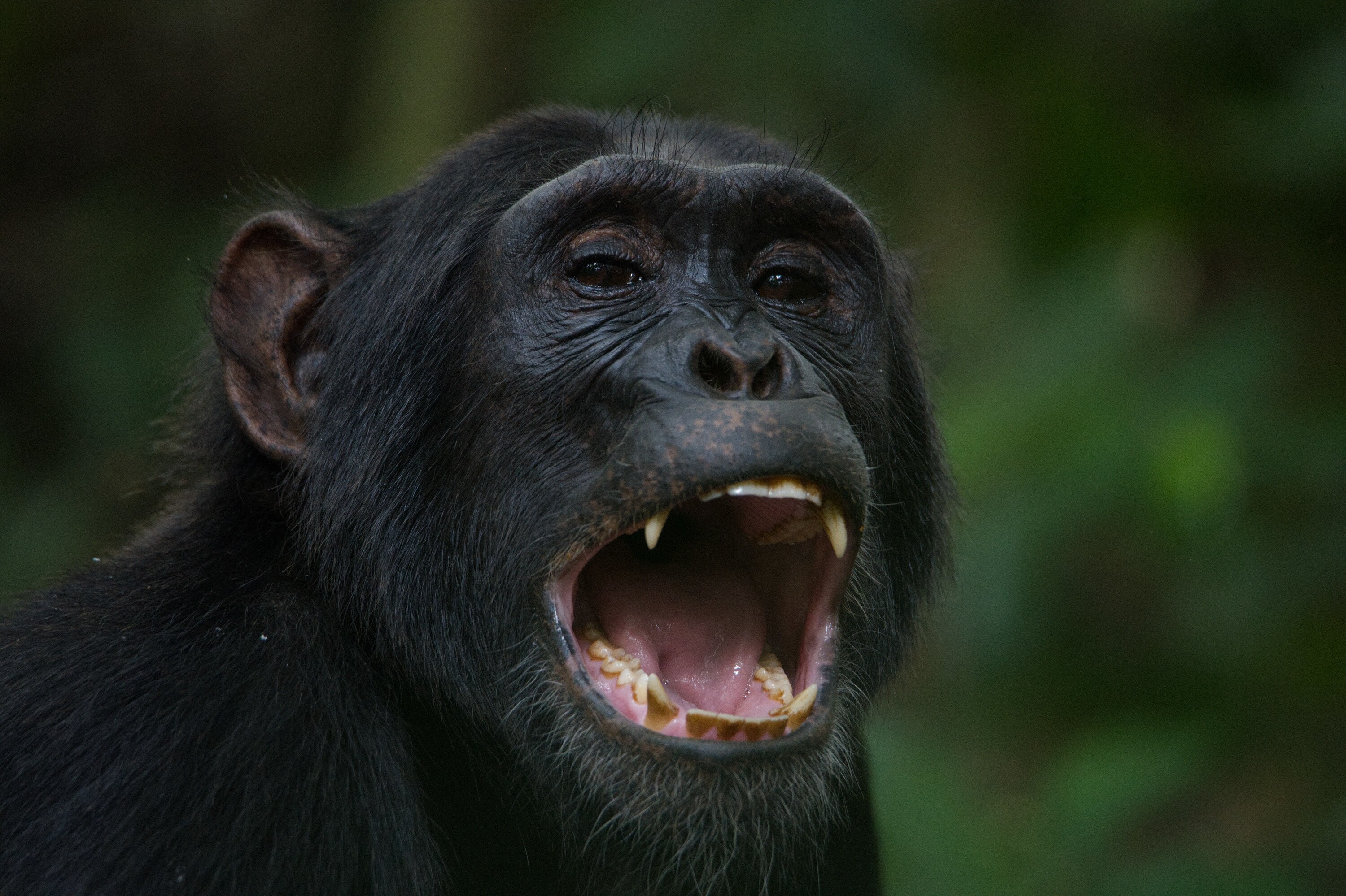 An adult chimp bares its teeth. (National Geographic for Disney+/Max Kolbl)
