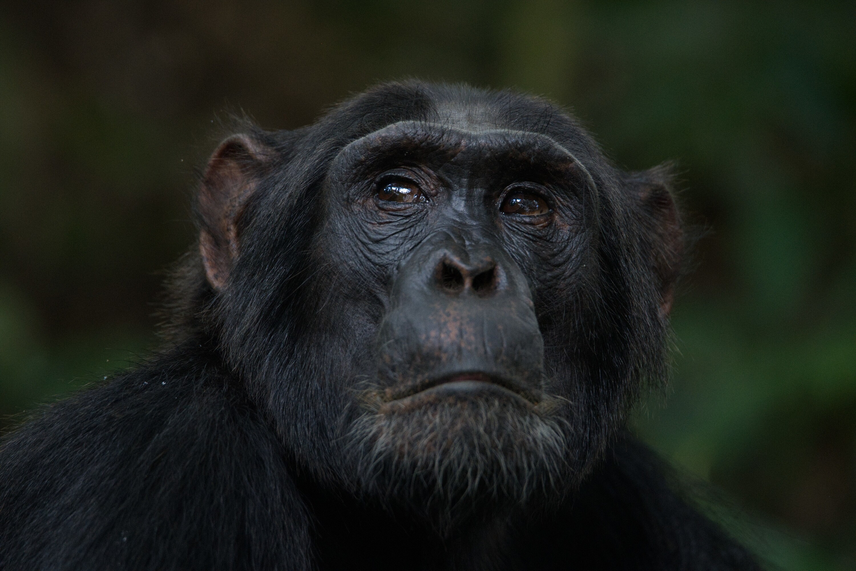 Noah in the forest. (National Geographic for Disney+/Max Kolbl)