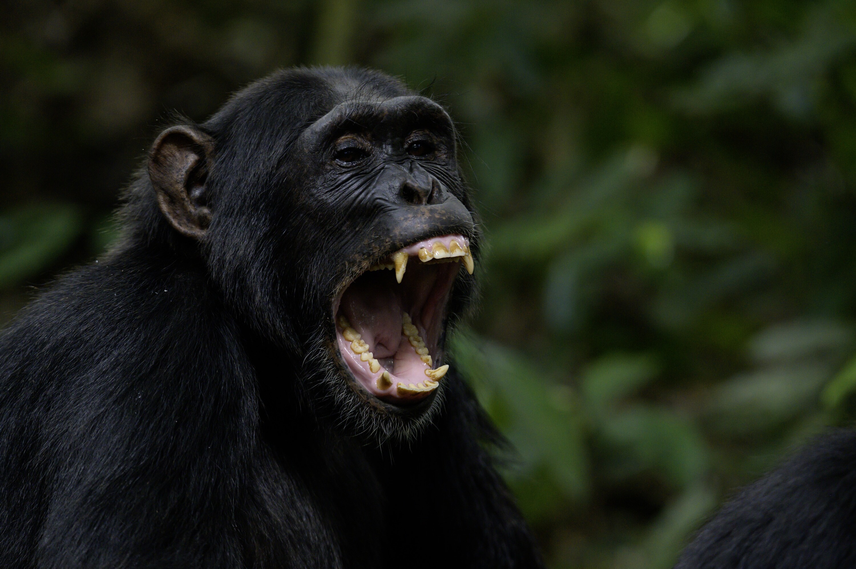 An adult chimp bares its teeth. (National Geographic for Disney+/Max Kolbl)