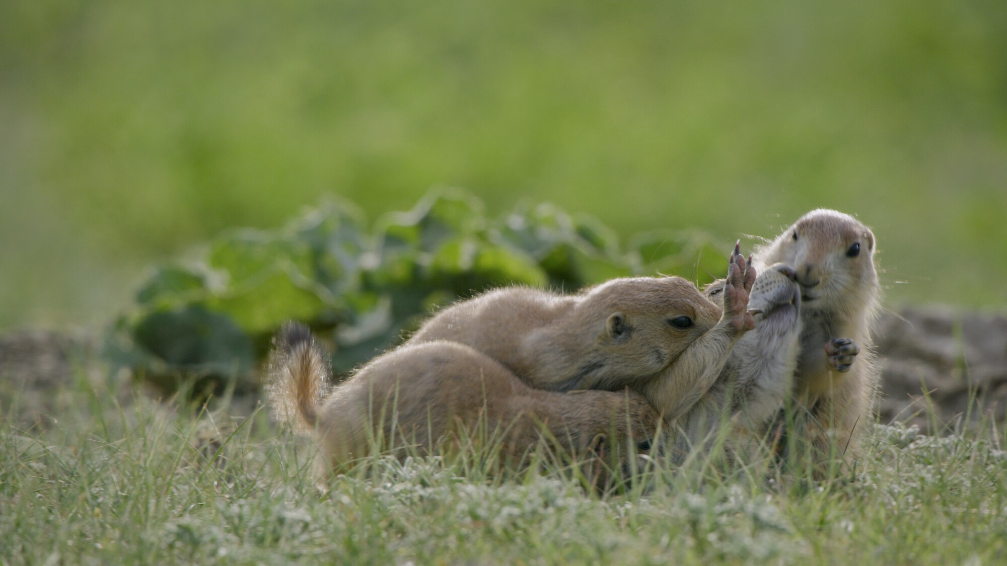 While harassed by her offspring, a Black-tailed Prairie Dog mom takes a stretch. (National Geographic for Disney+/Dawson Dunning)