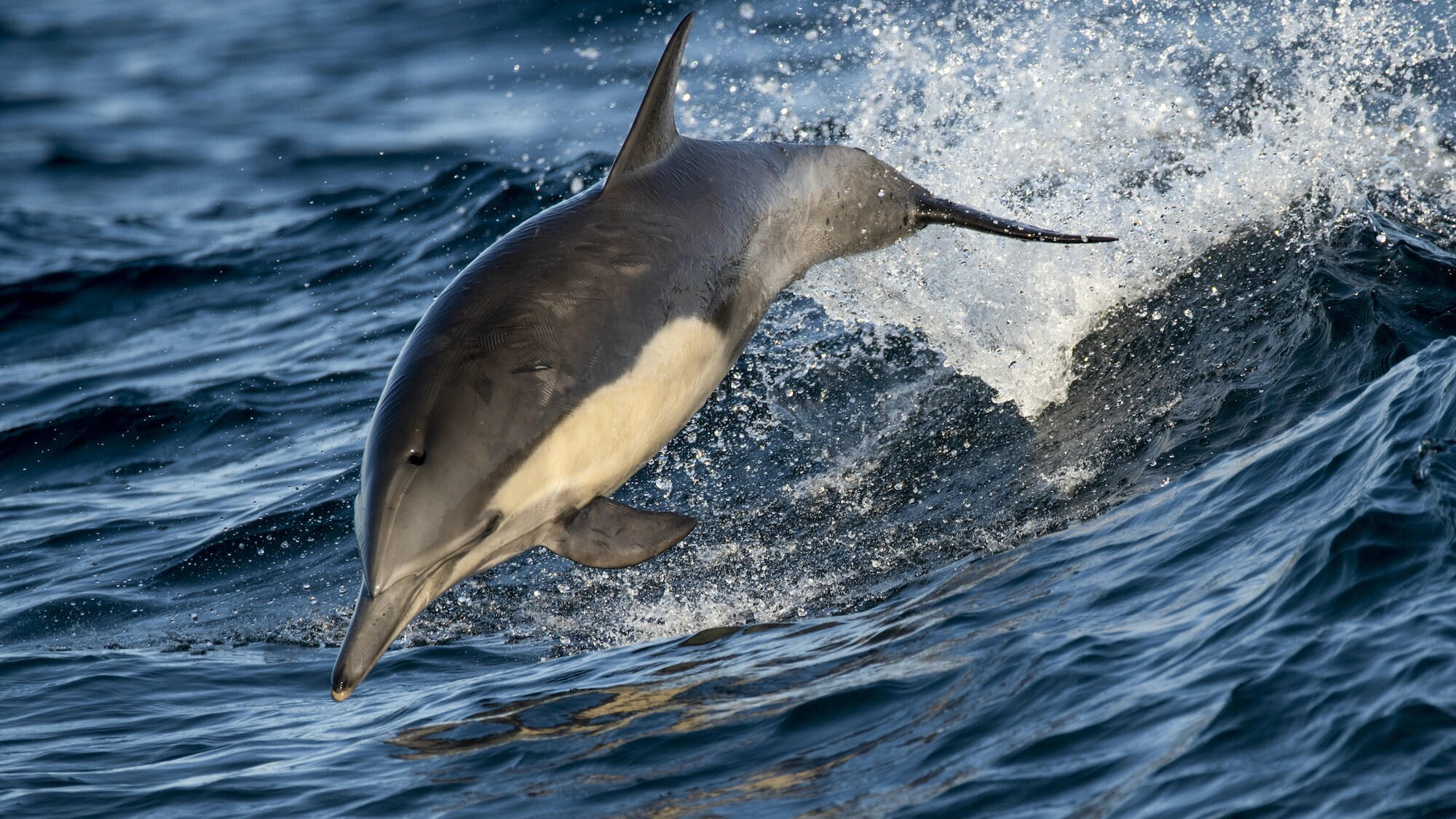 A common dolphin surfing a wave off the coast of California. (National Geographic for Disney+/Nick Hawkins)