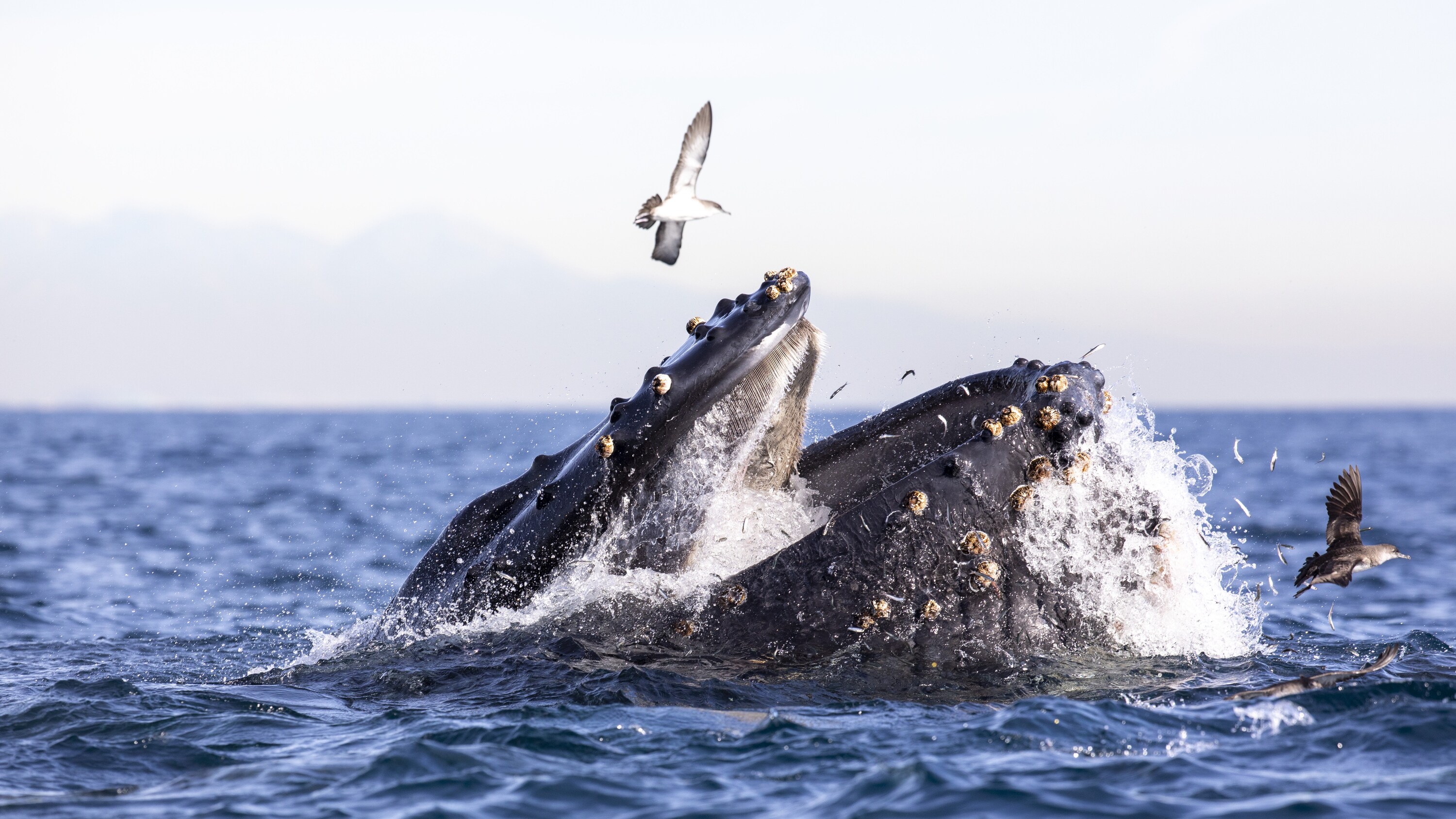 After dolphins, sea lions and sea birds have all eaten their fill of an anchovy bait ball, a humpback whale arrives late to the party. (National Geographic for Disney+/Ryan Lawler)