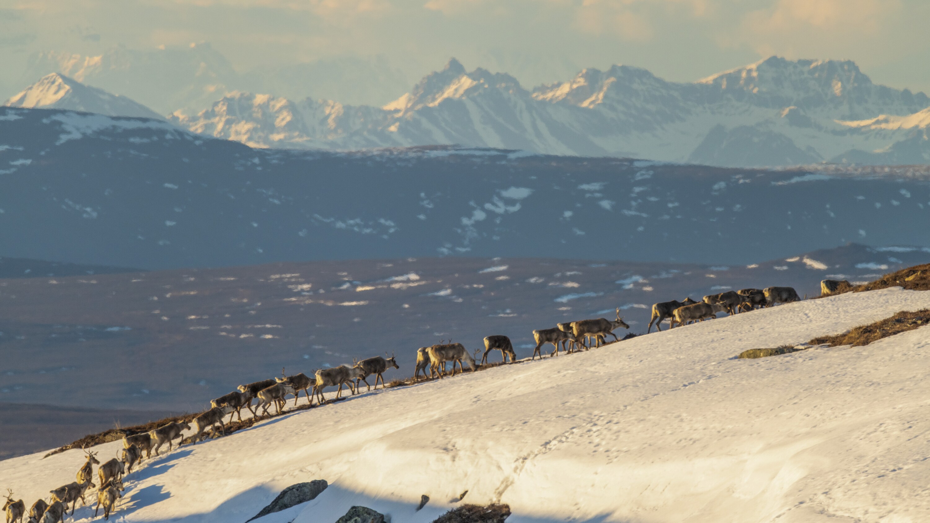 Caribou traverse a snowcapped ridge in Nelchina Public Use Area. (National Geographic for Disney+/Nick Hawkins)
