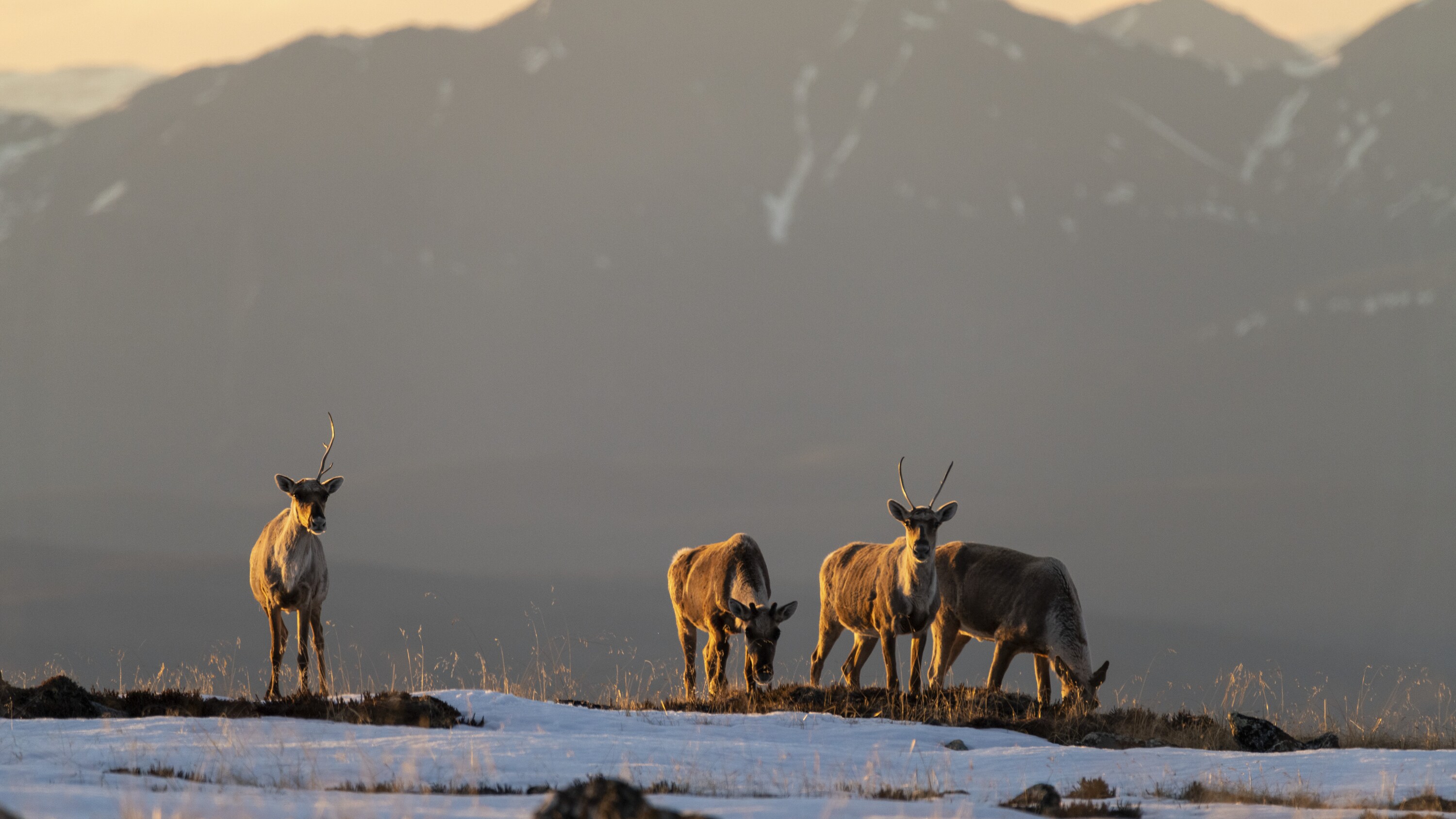 Caribou grazing on grass amongst the high peaks of Nelchina Public Usea Area. (National Geographic for Disney+/Nick Hawkins)